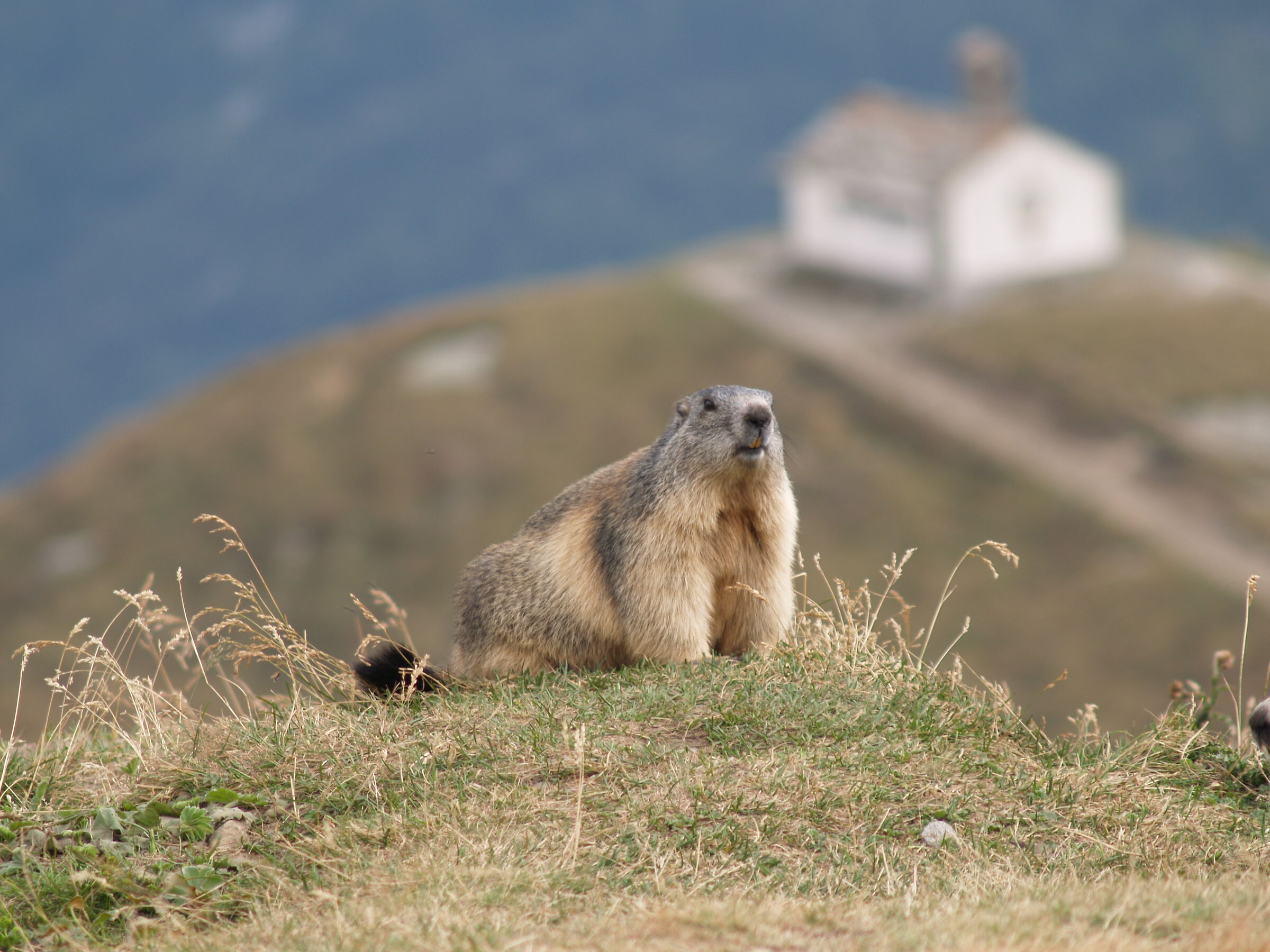 marmotta