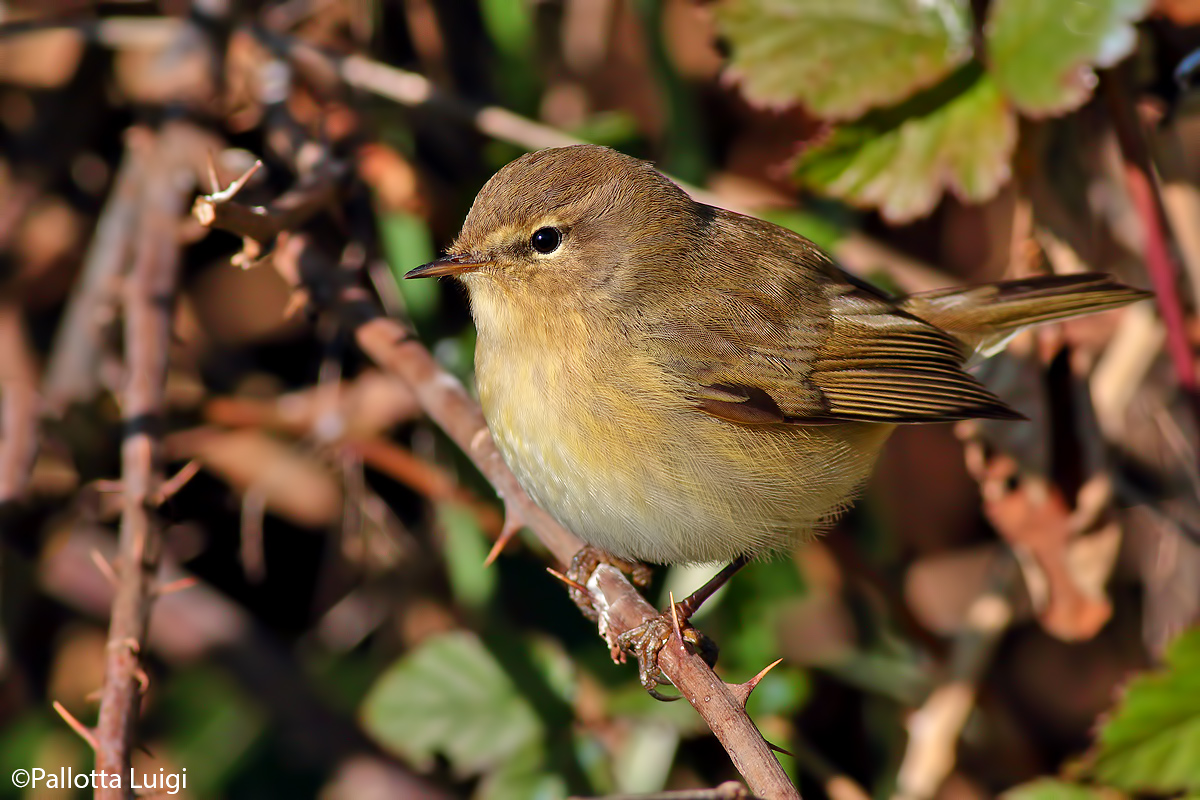 He Small (Phylloscopus collybita)