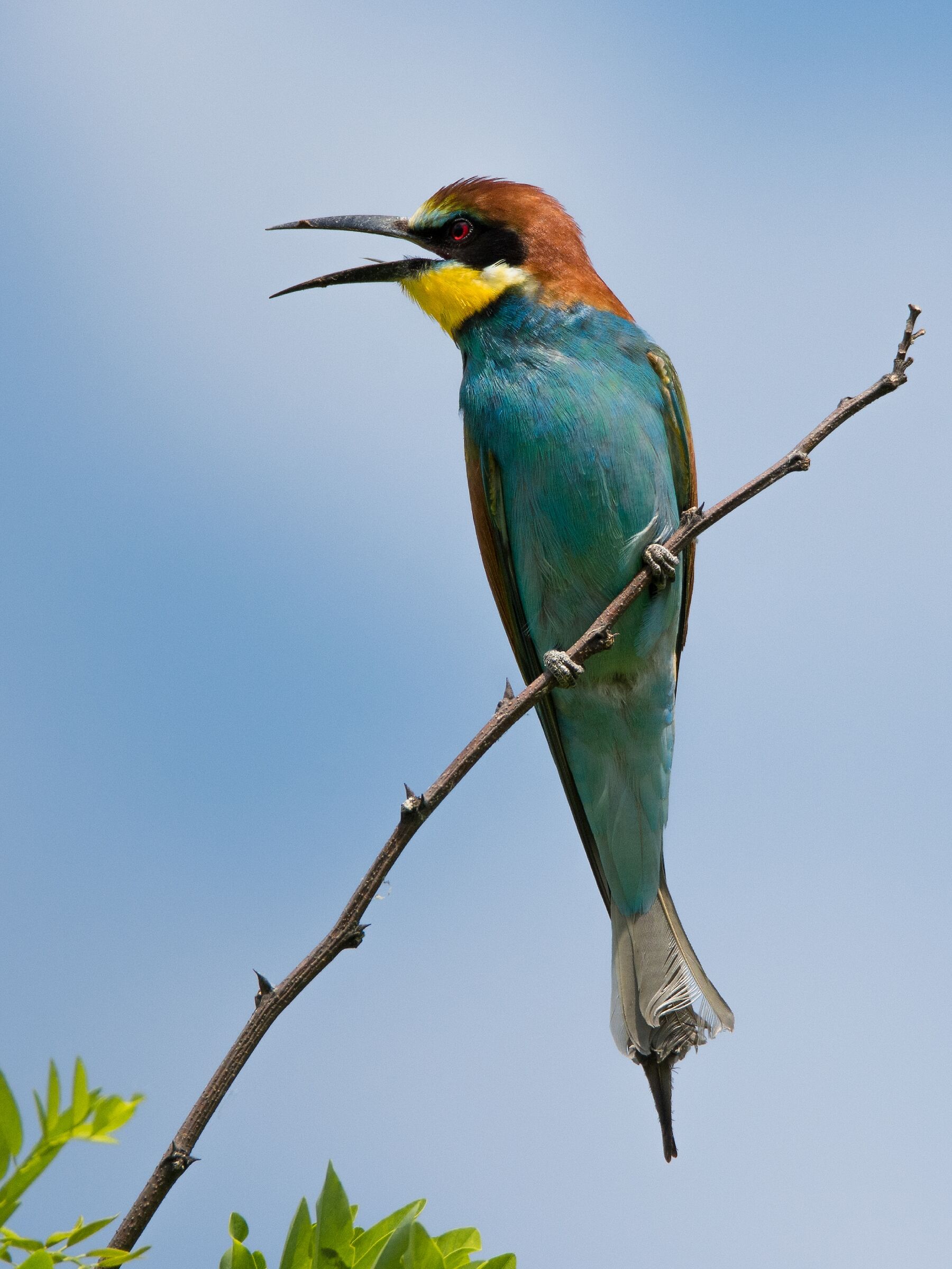 Bee-eater