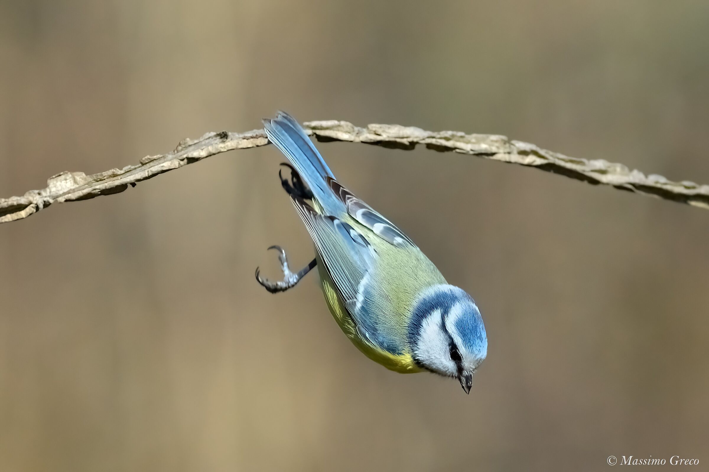 Cinciarella (Cyanistes caeruleus)
