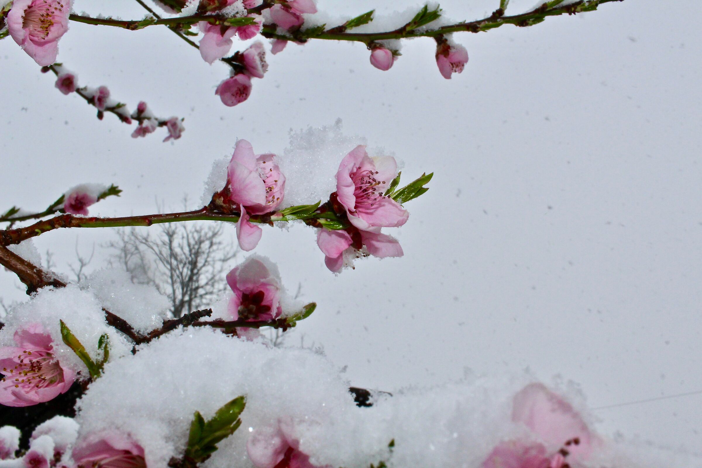 snow and spring