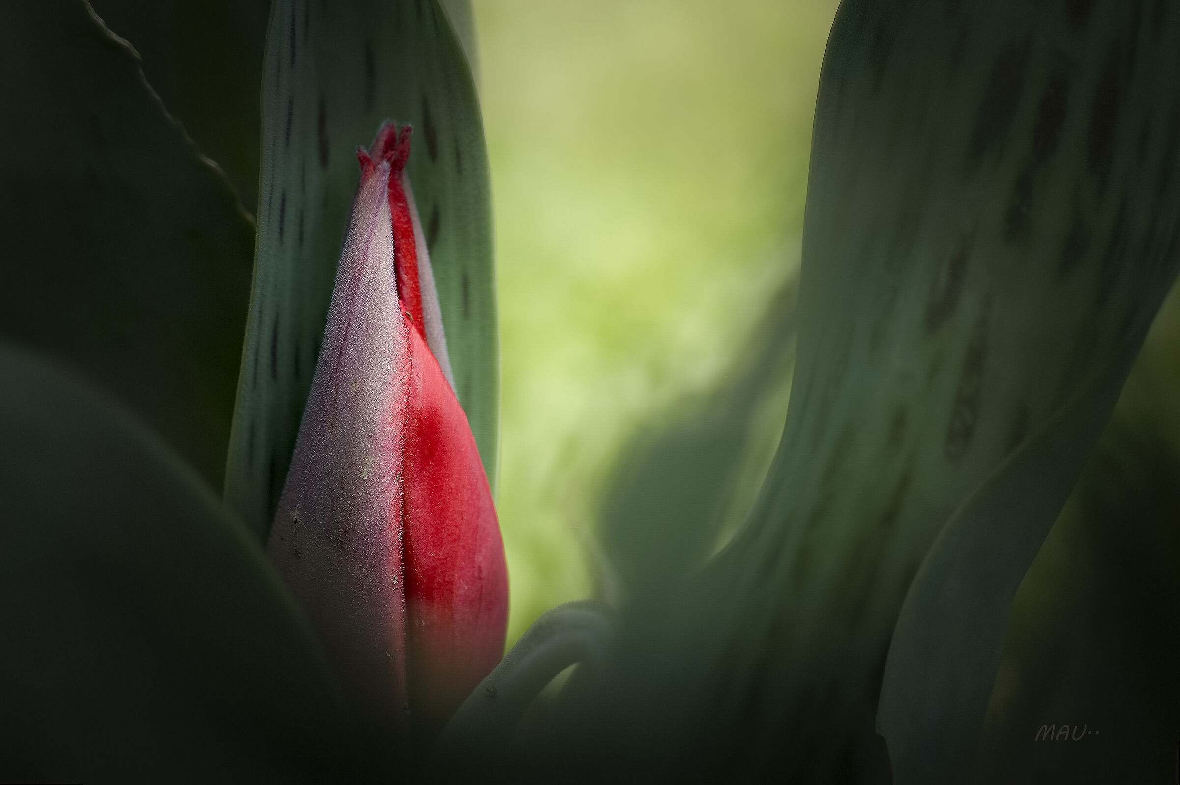 Val Seriana..Una piccola fiamma di speranza