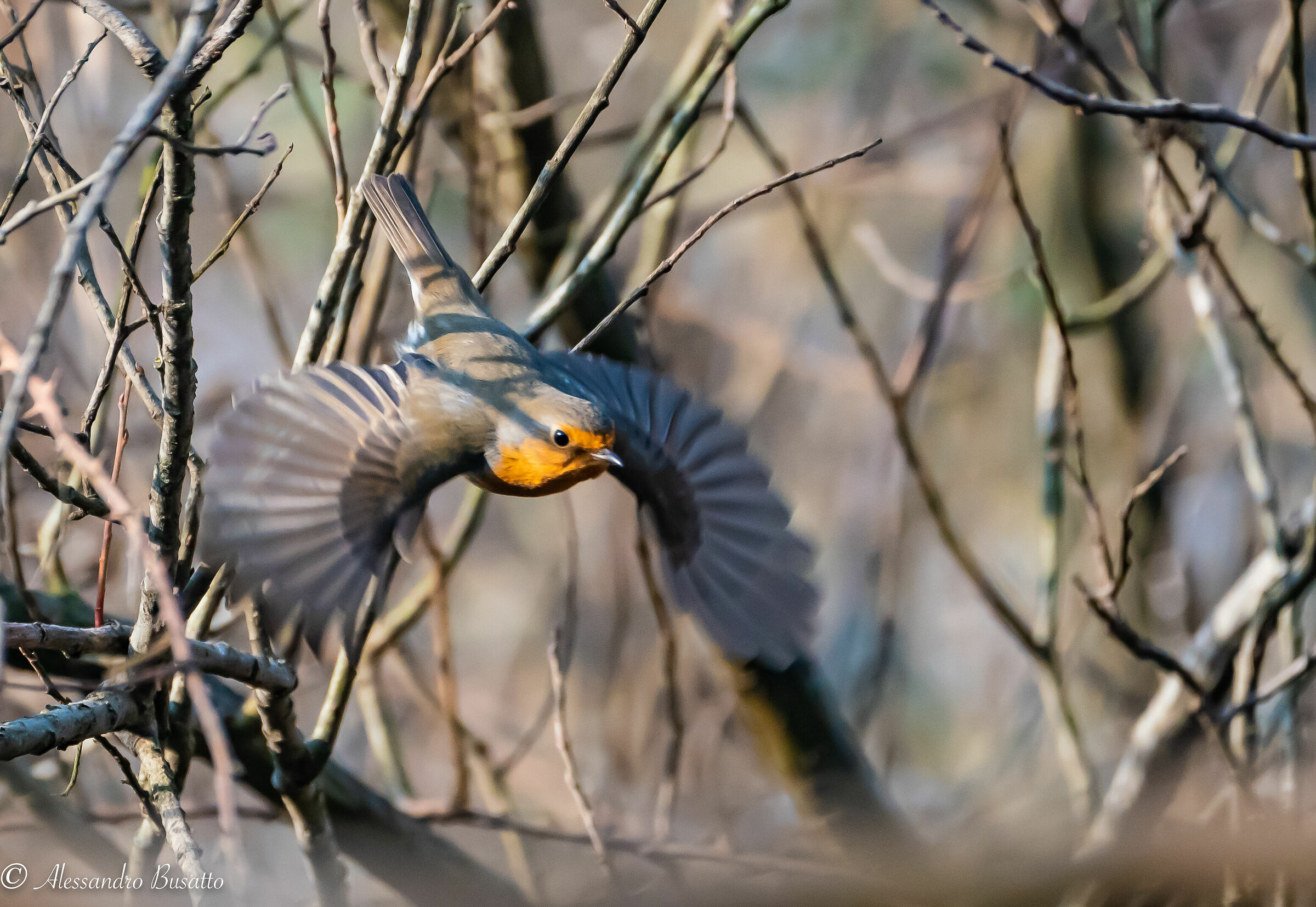 Pettirosso un pò nervoso