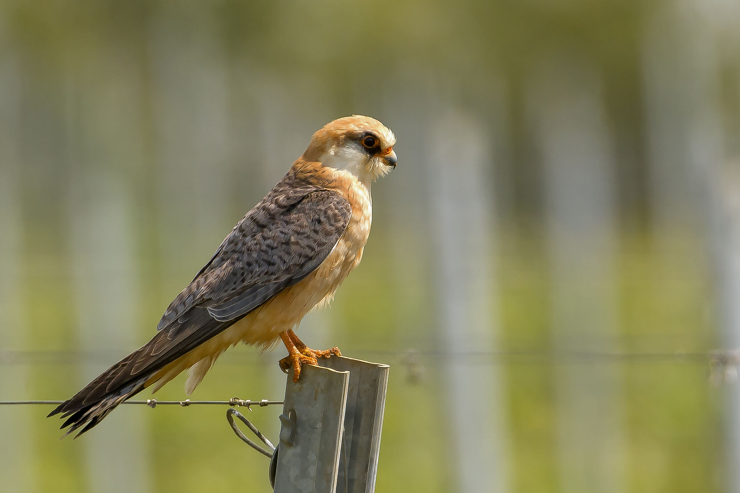 Falco cuculo (Falco vespertinus)