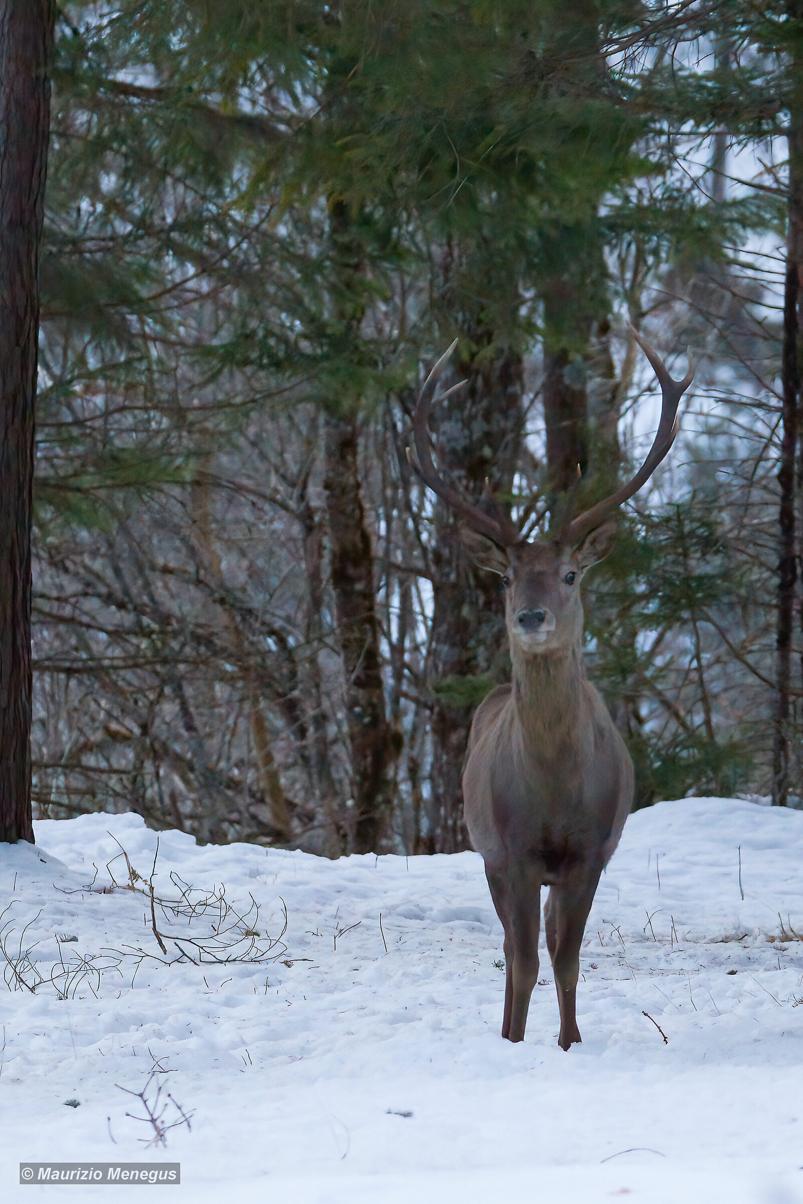 Prove con DeNoise AI
