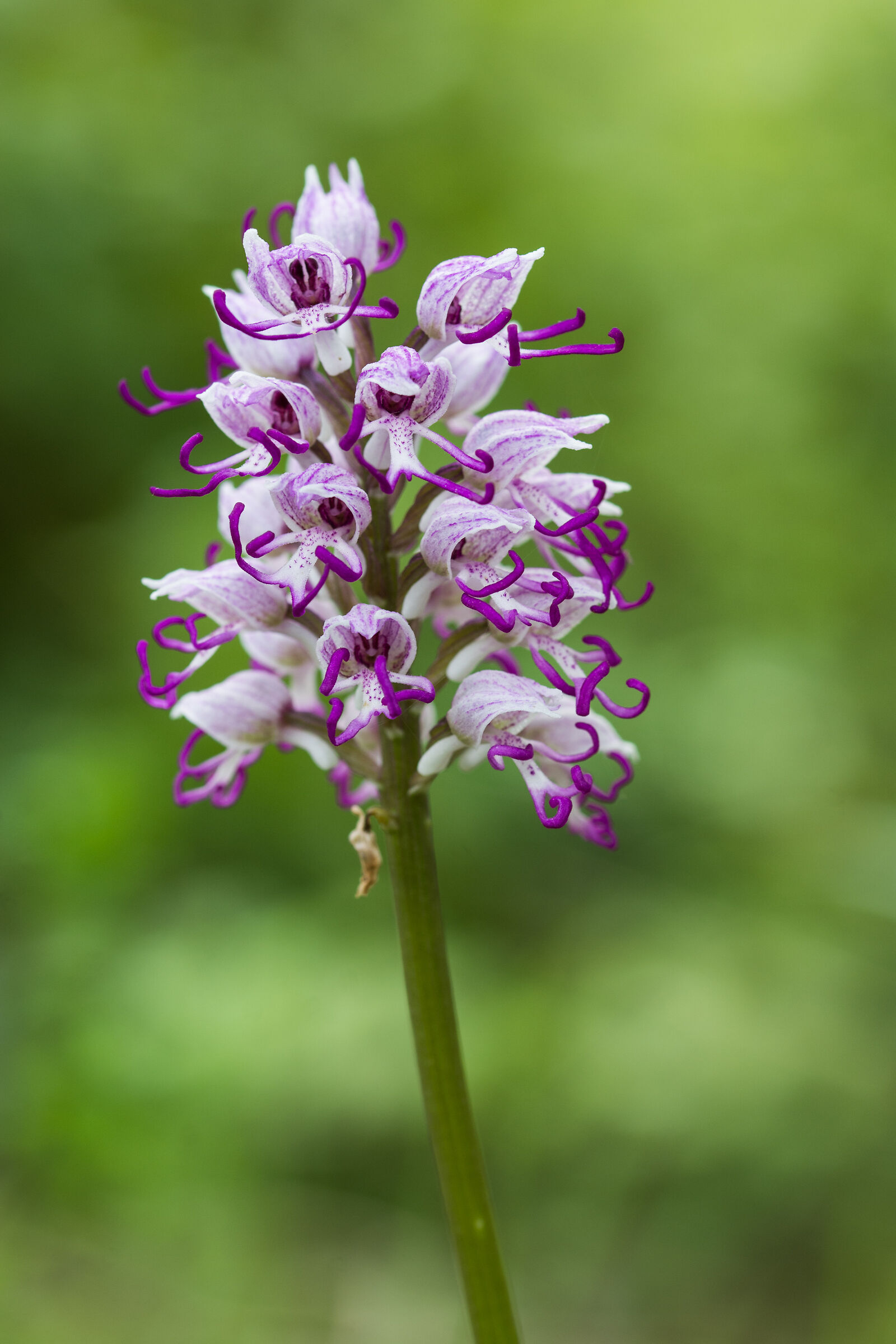 Orchis simia