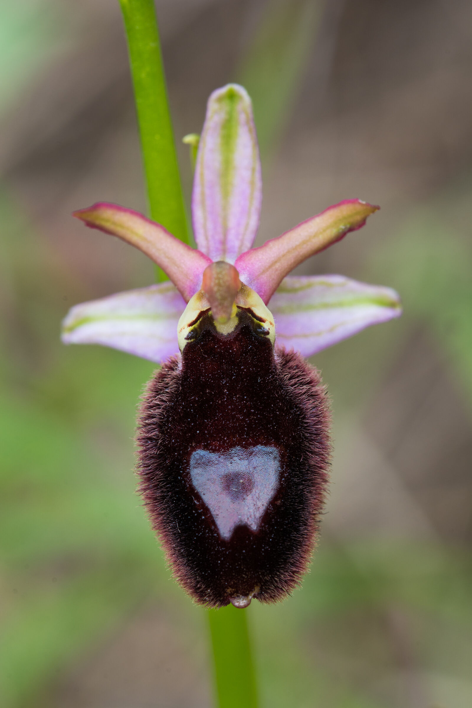 Ophrys Benacensis