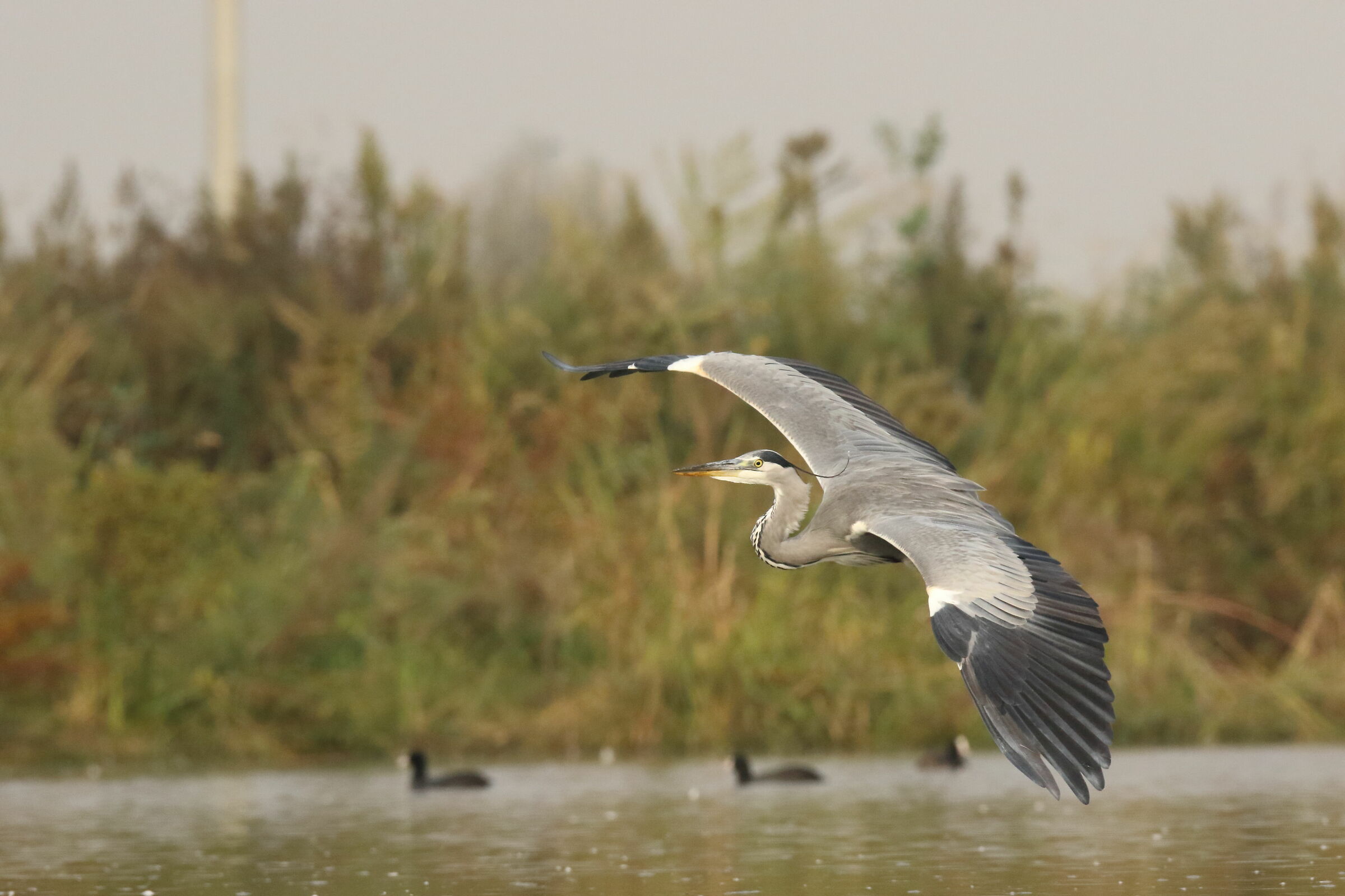 Grey Heron