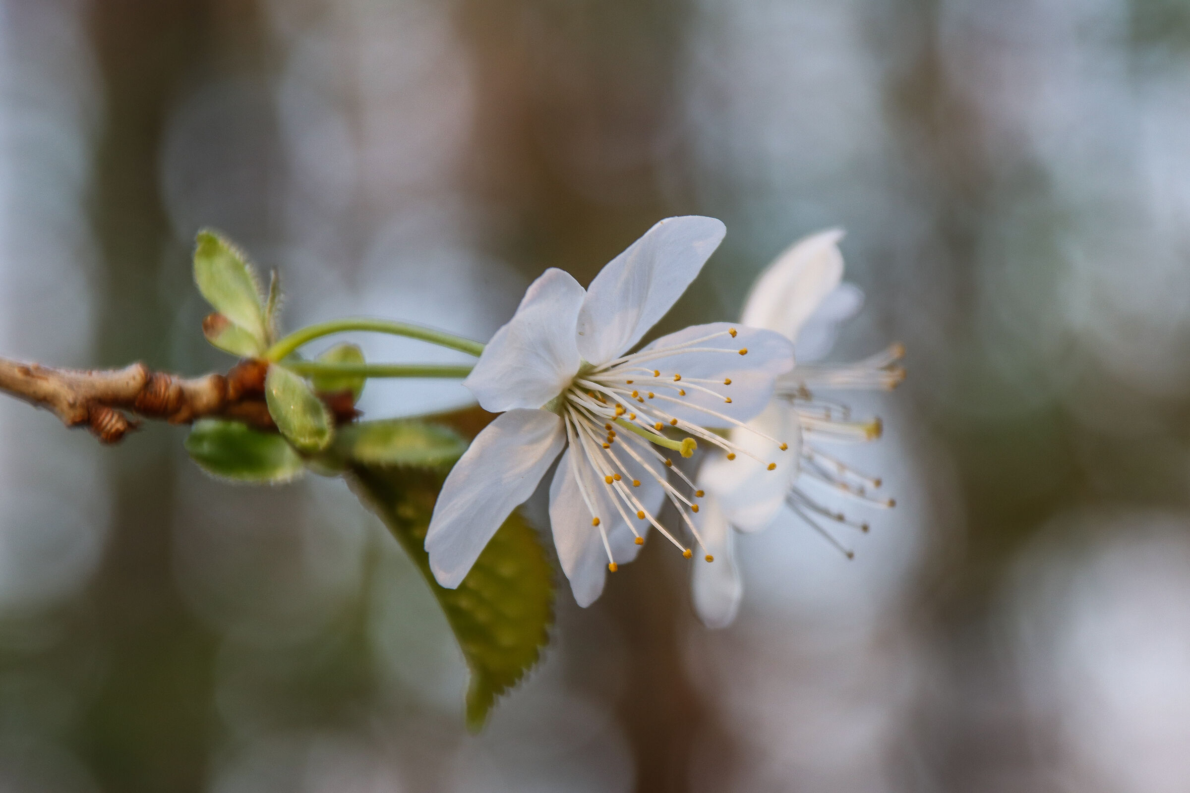 cherry blossoms
