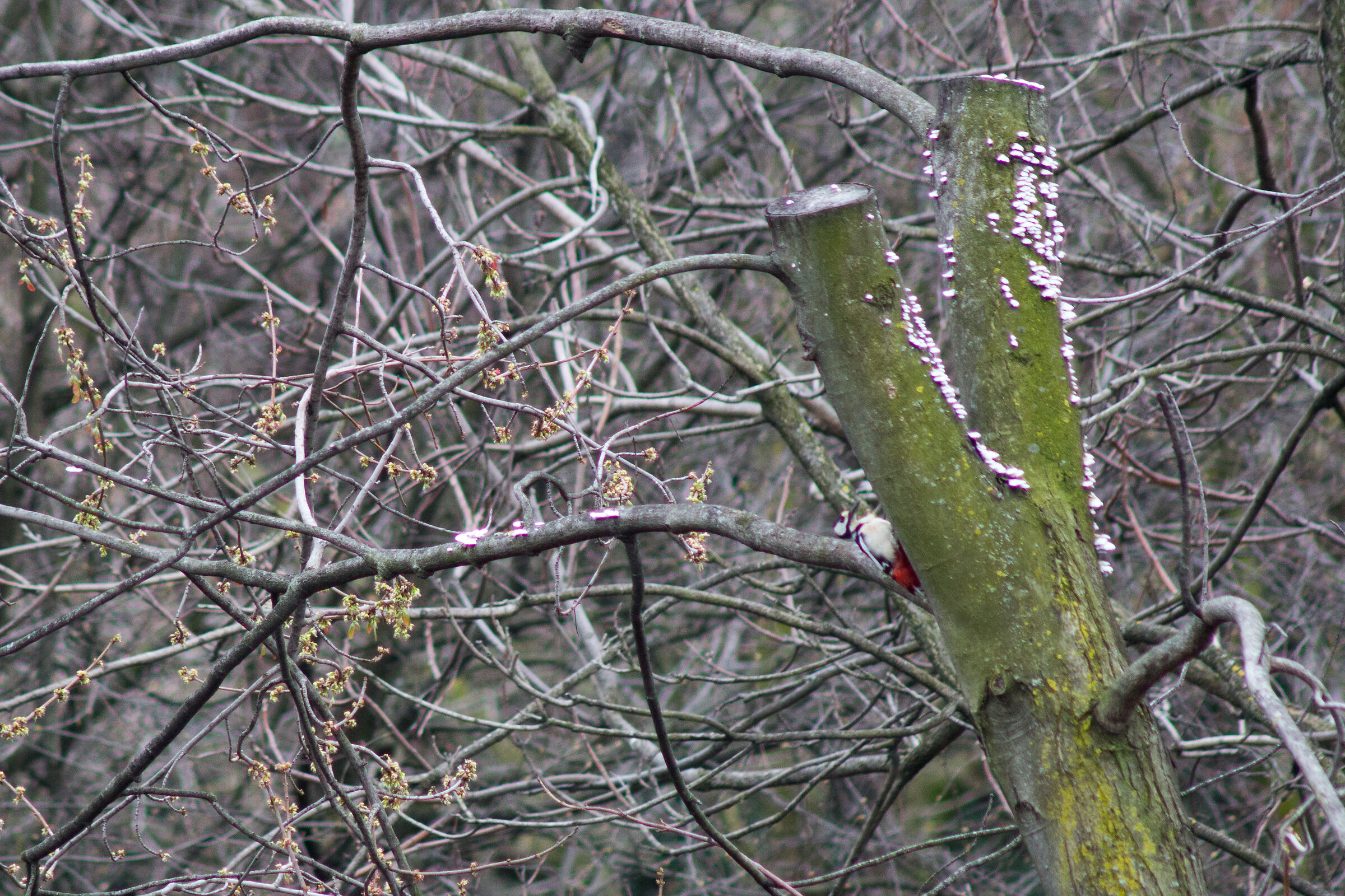 Picchiettando nel parco