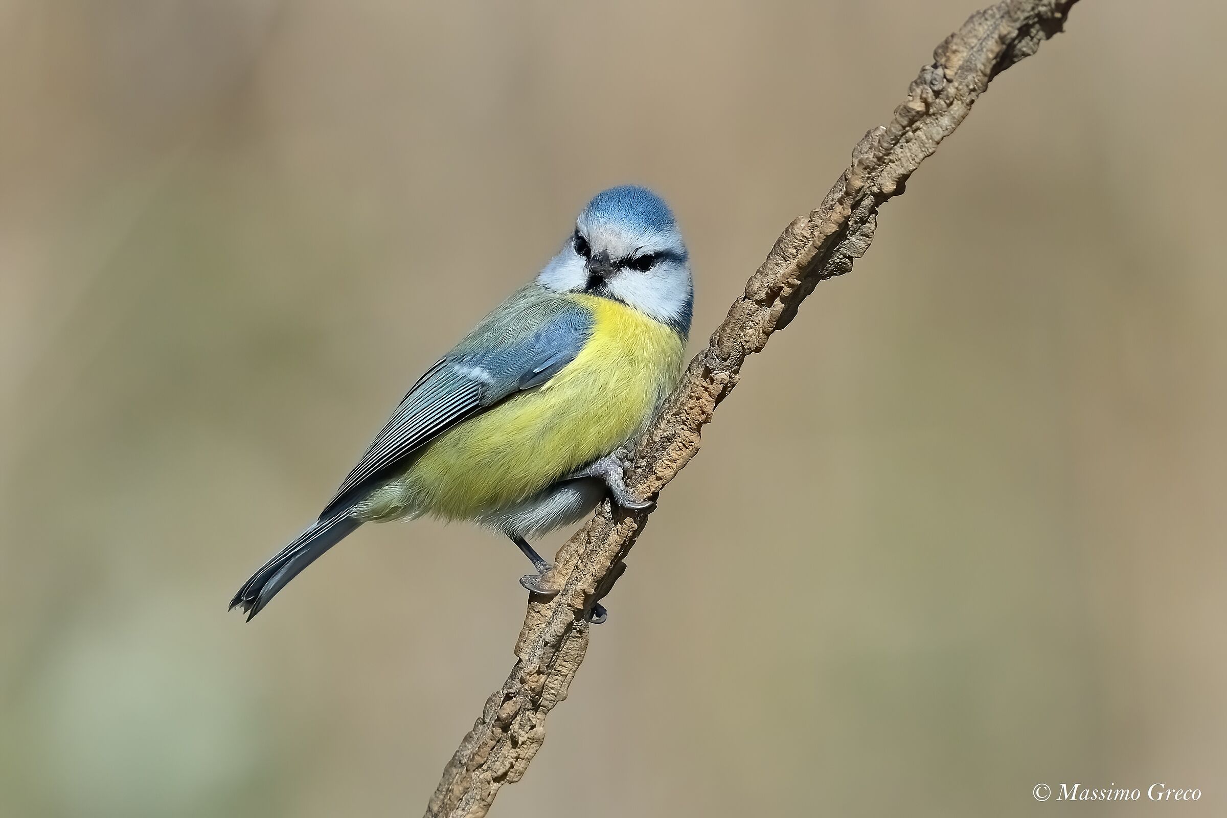 Cinciarella (Cyanistes caeruleus)
