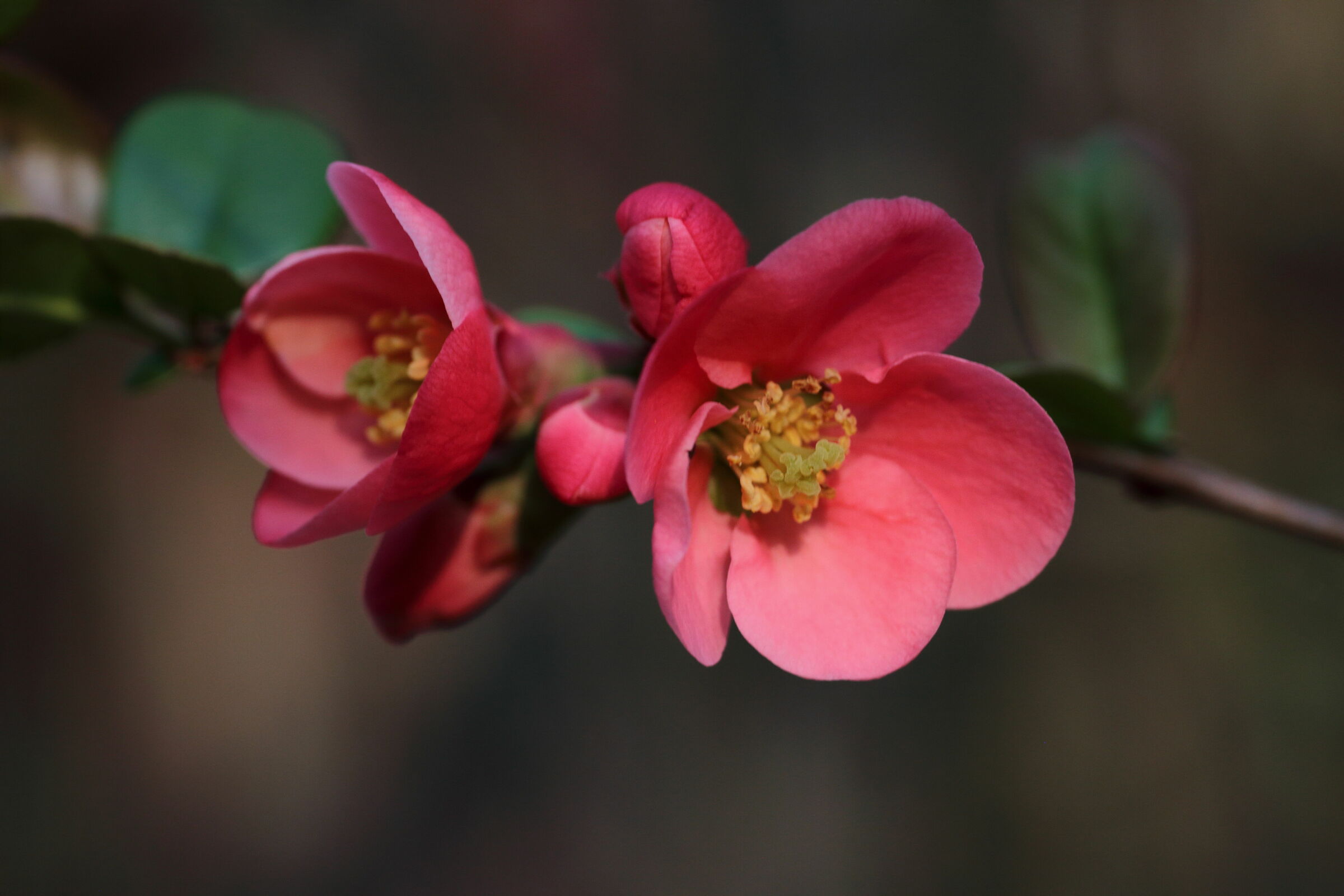 Cotogno del Giappone