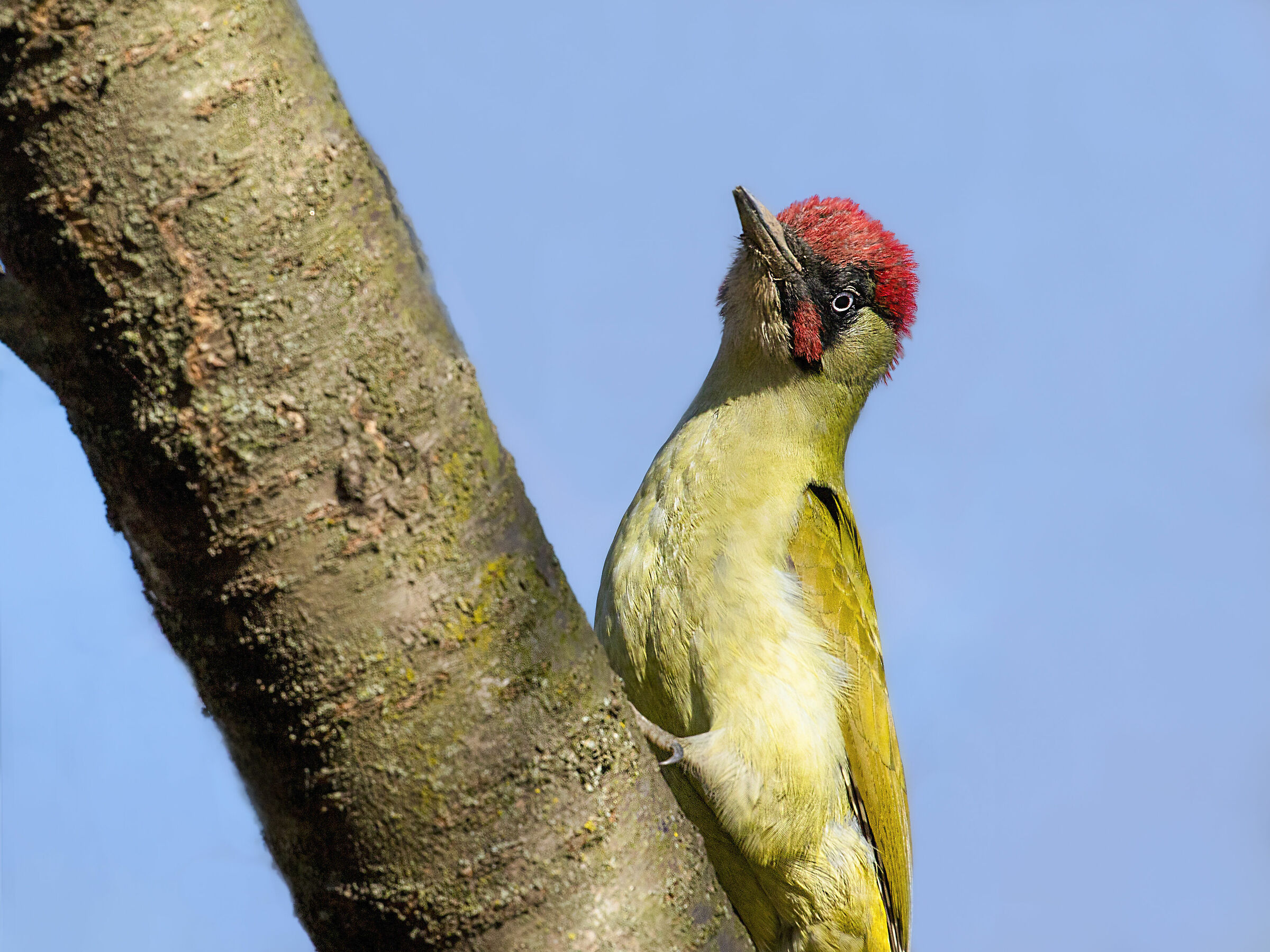 picchio verde maschio