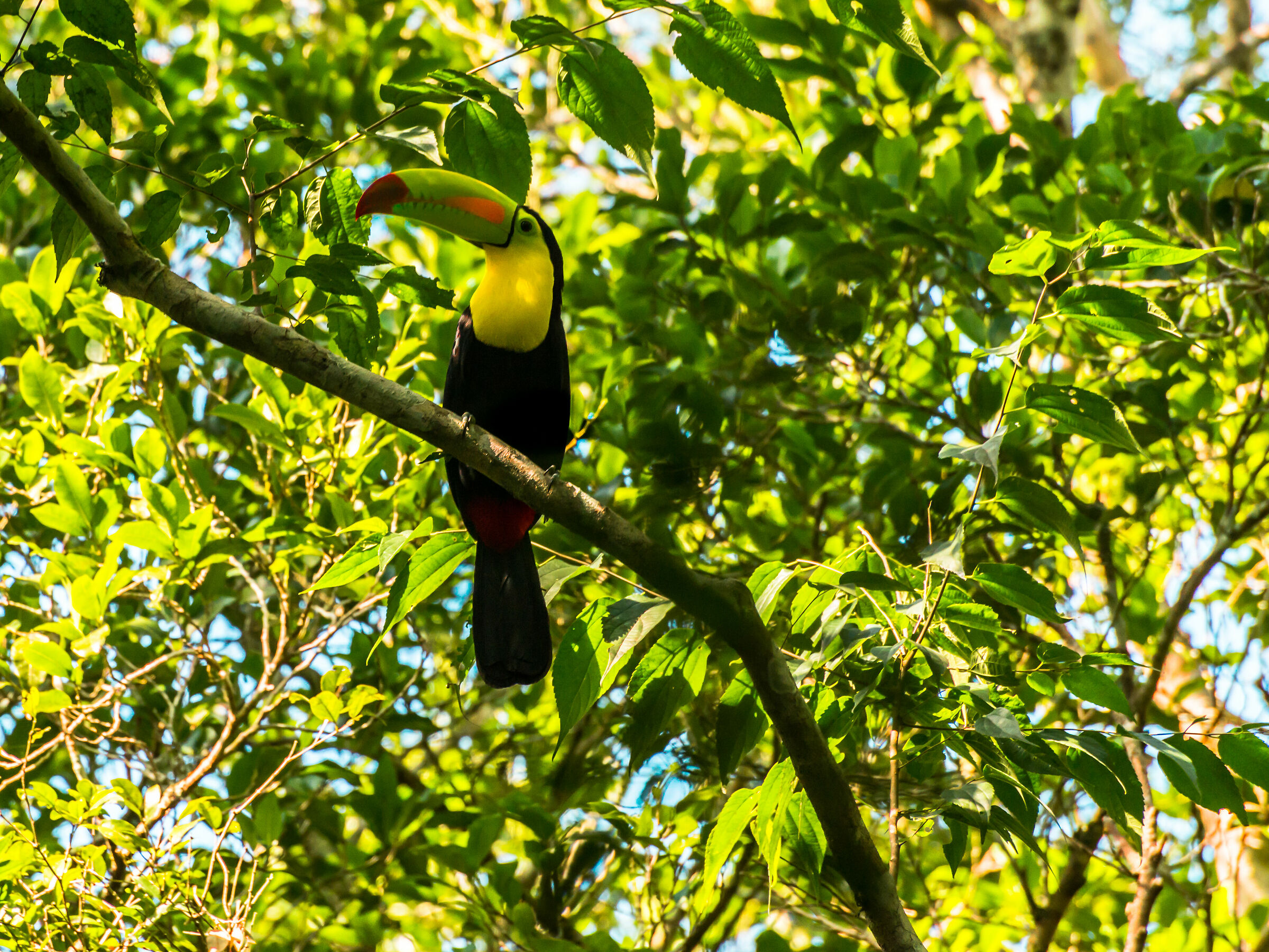 Tucano Calakmul