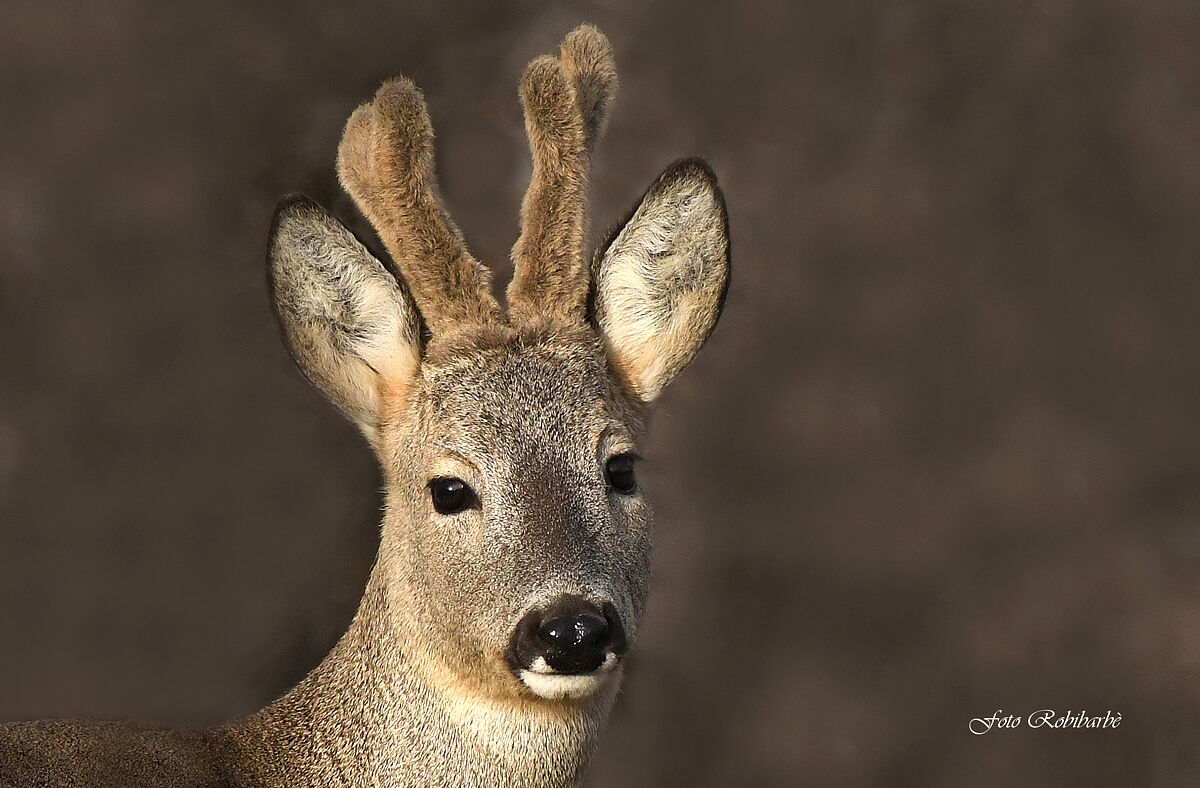 Capriolo... Featured...