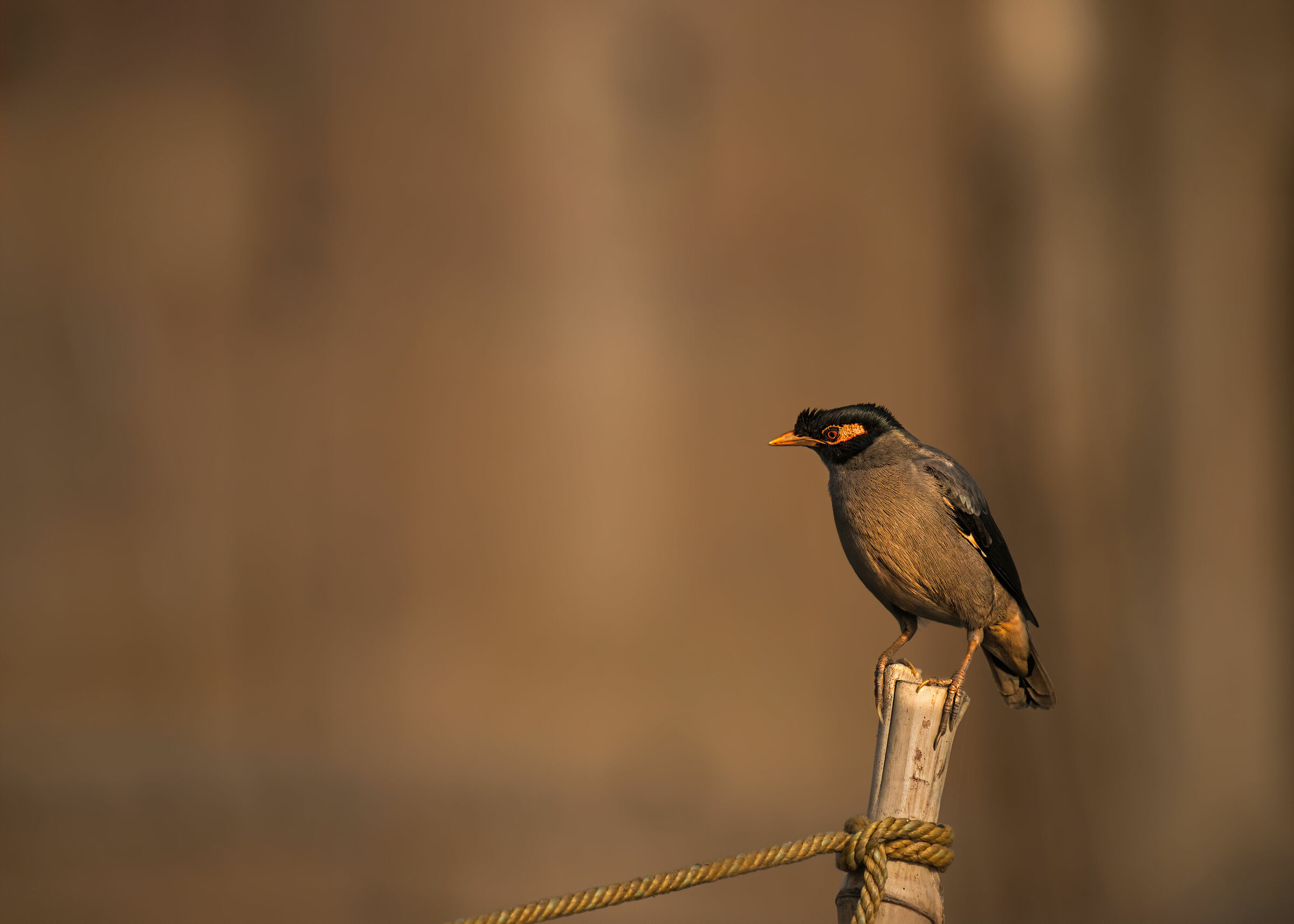 Myna comune (Acridotheres tristis)