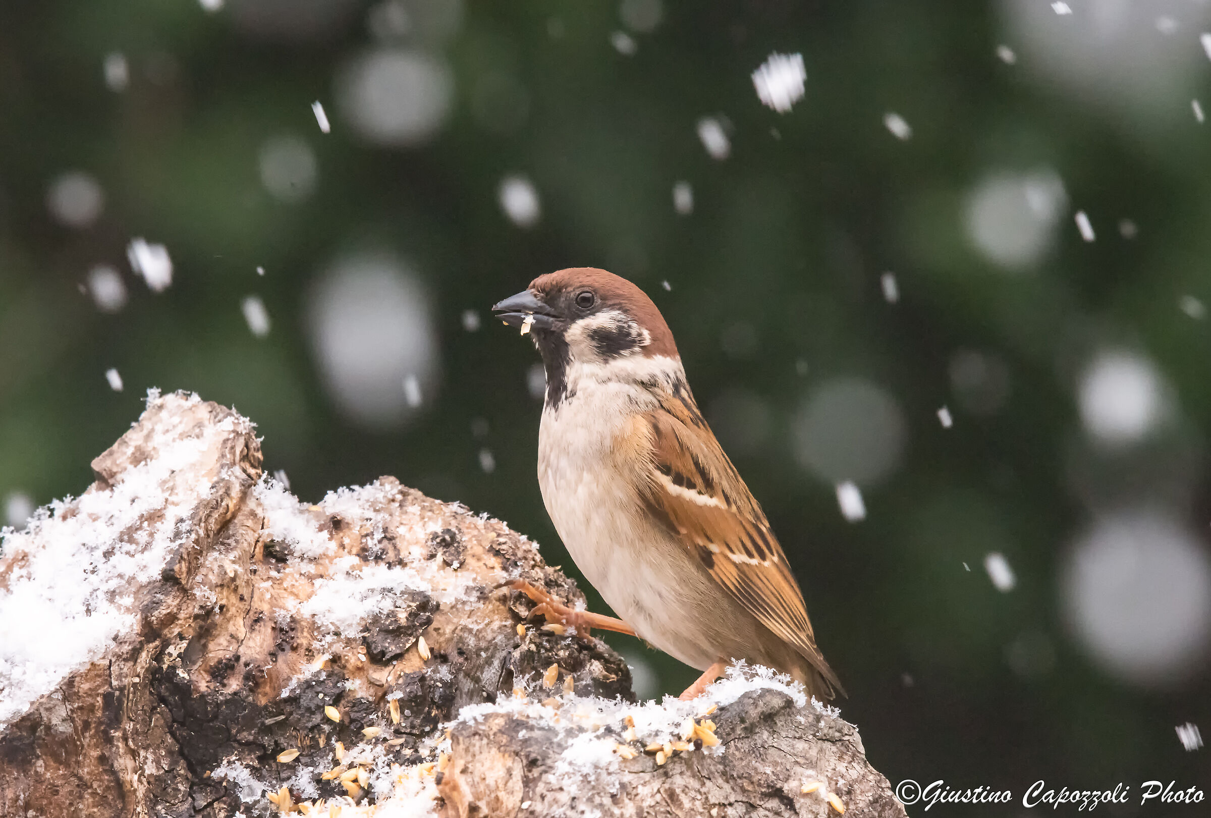March snow from locked in the house waiting for it to end