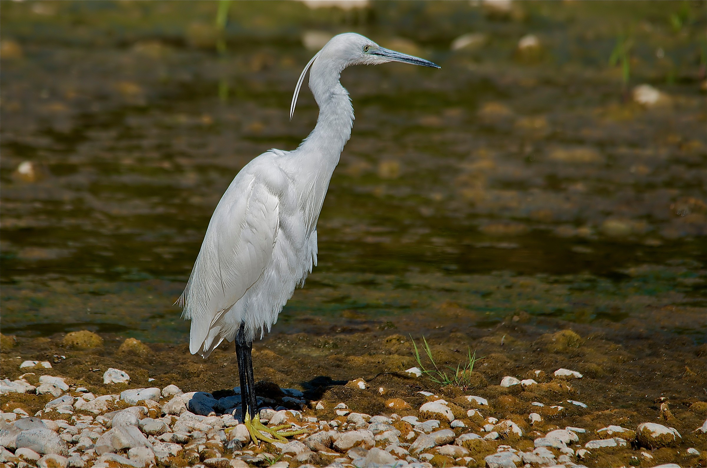 Egret