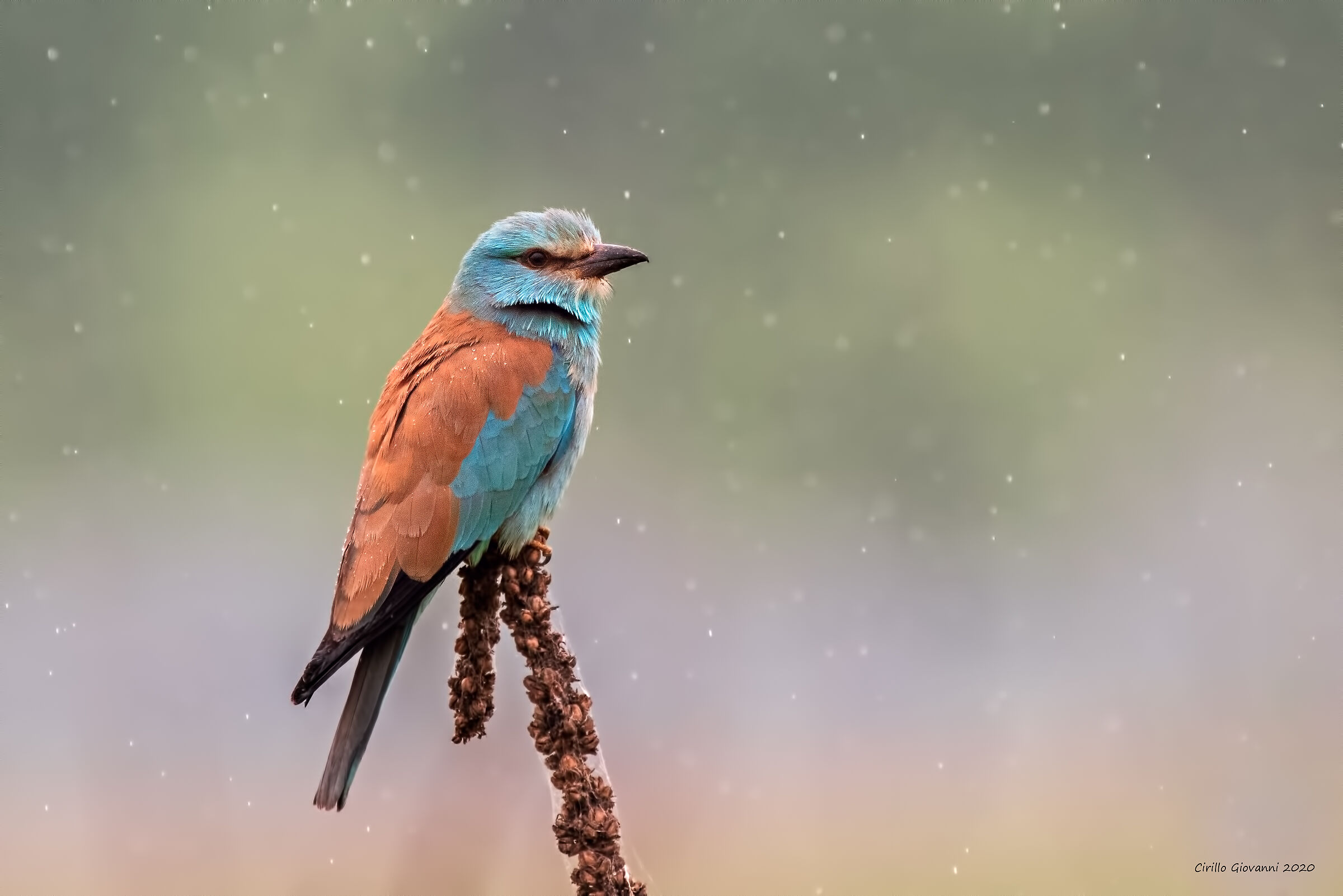 ghiandaia marina sotto la pioggia