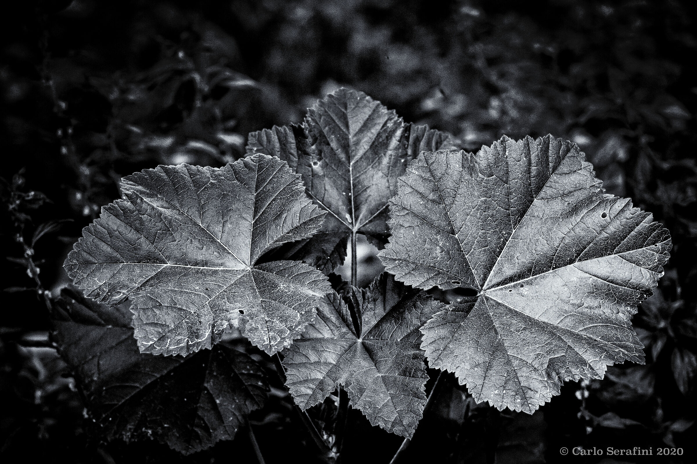 Untitled Photo