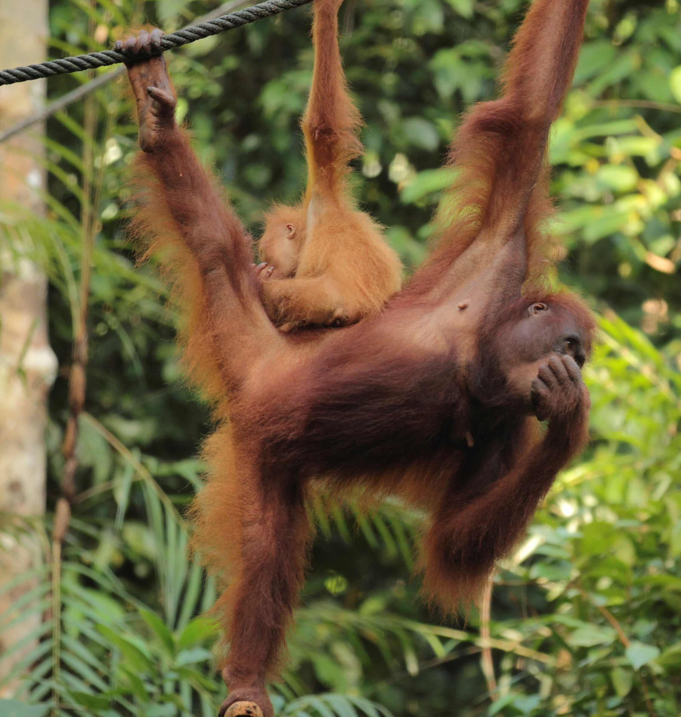 SEMENGGOH RESERVE, BORNEO