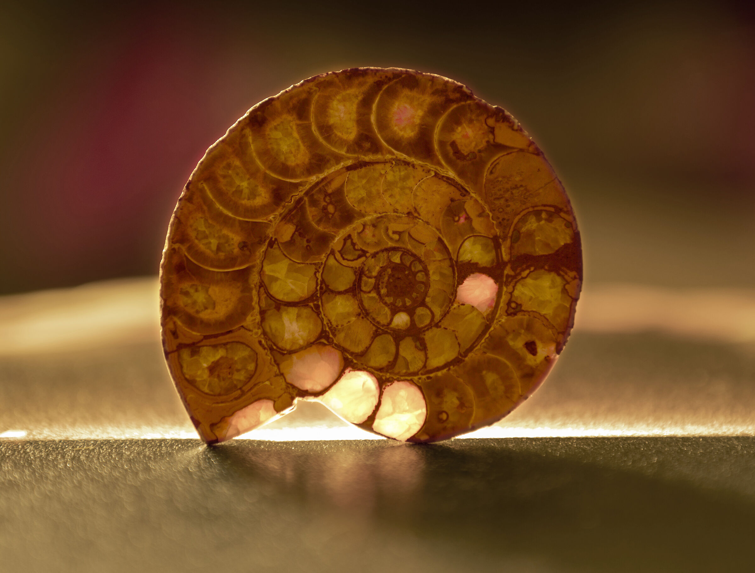 ammonite, cretaceous