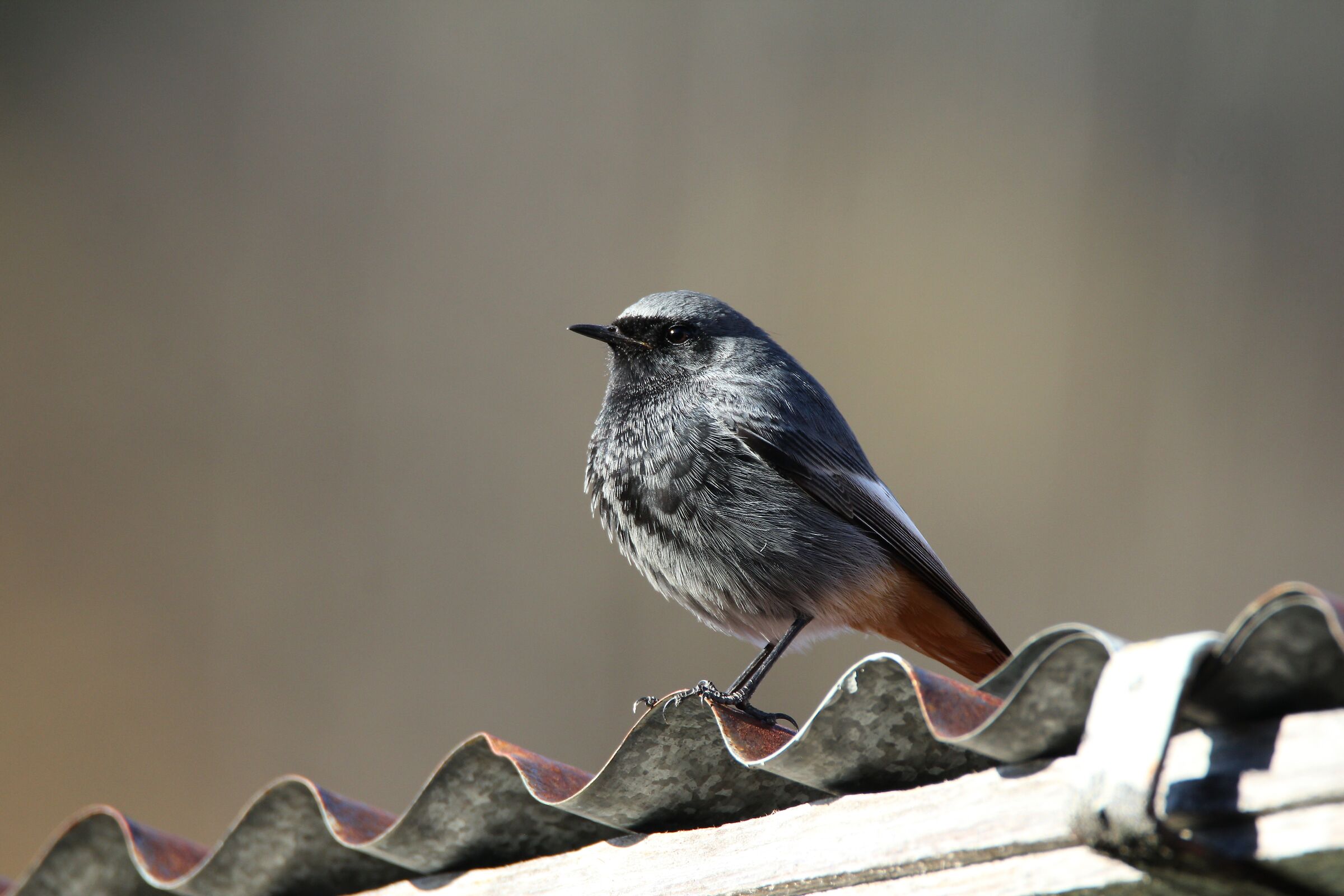 codirosso spazzacamino 2009