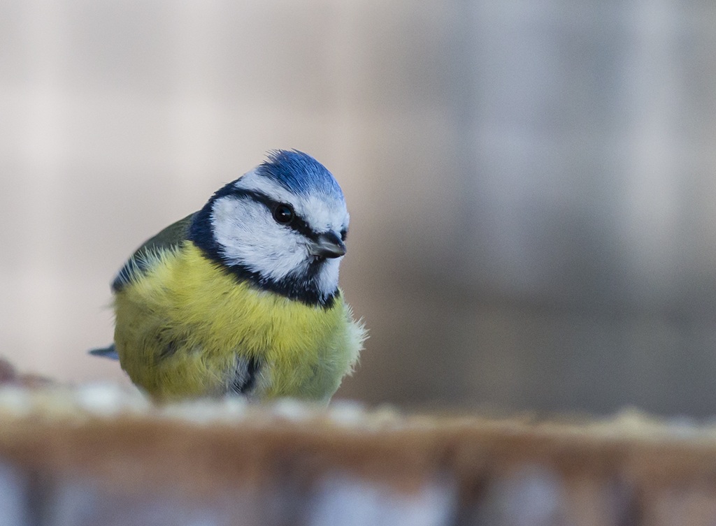Blue Tit