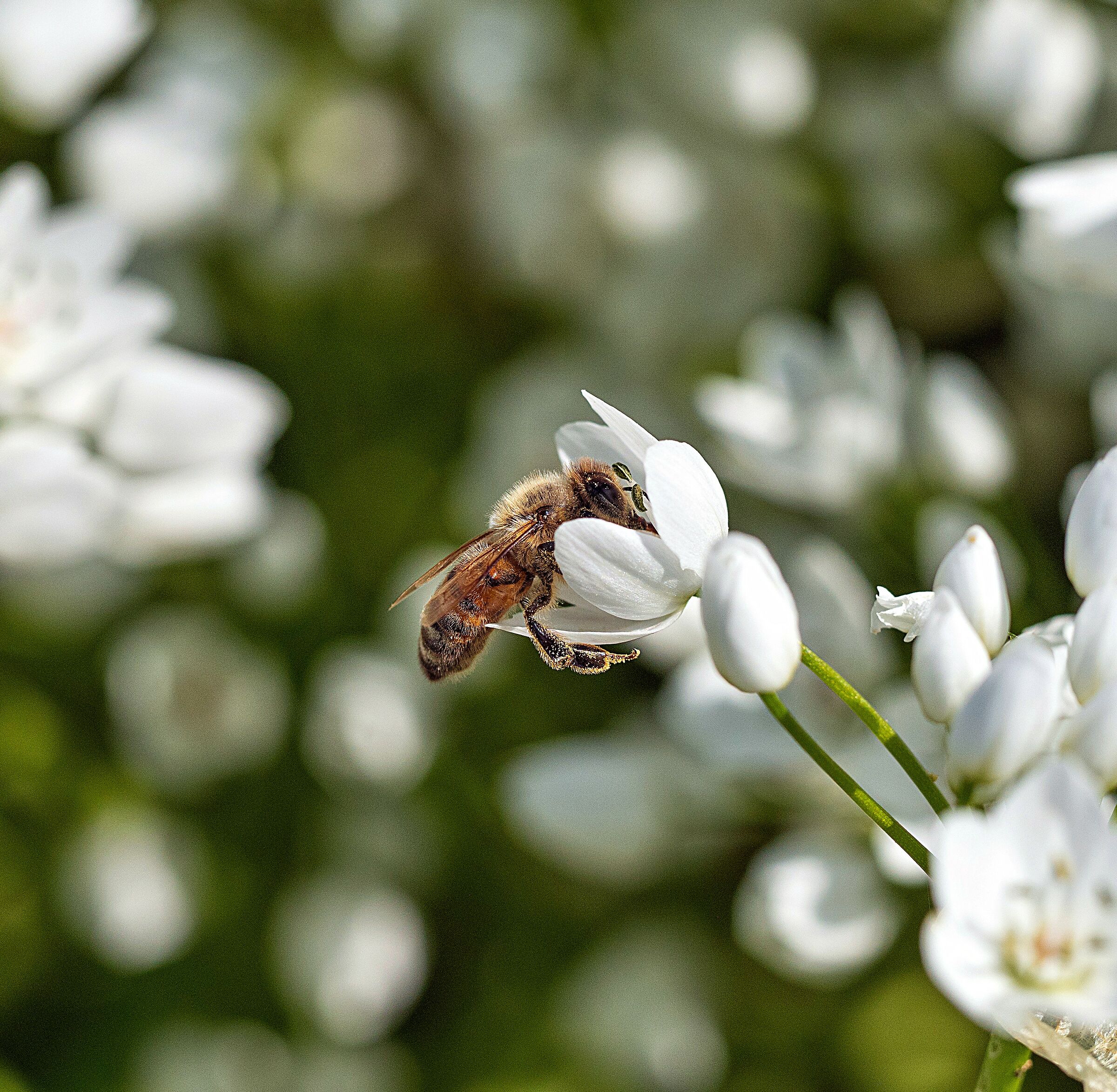Ape su aglietto selvatico