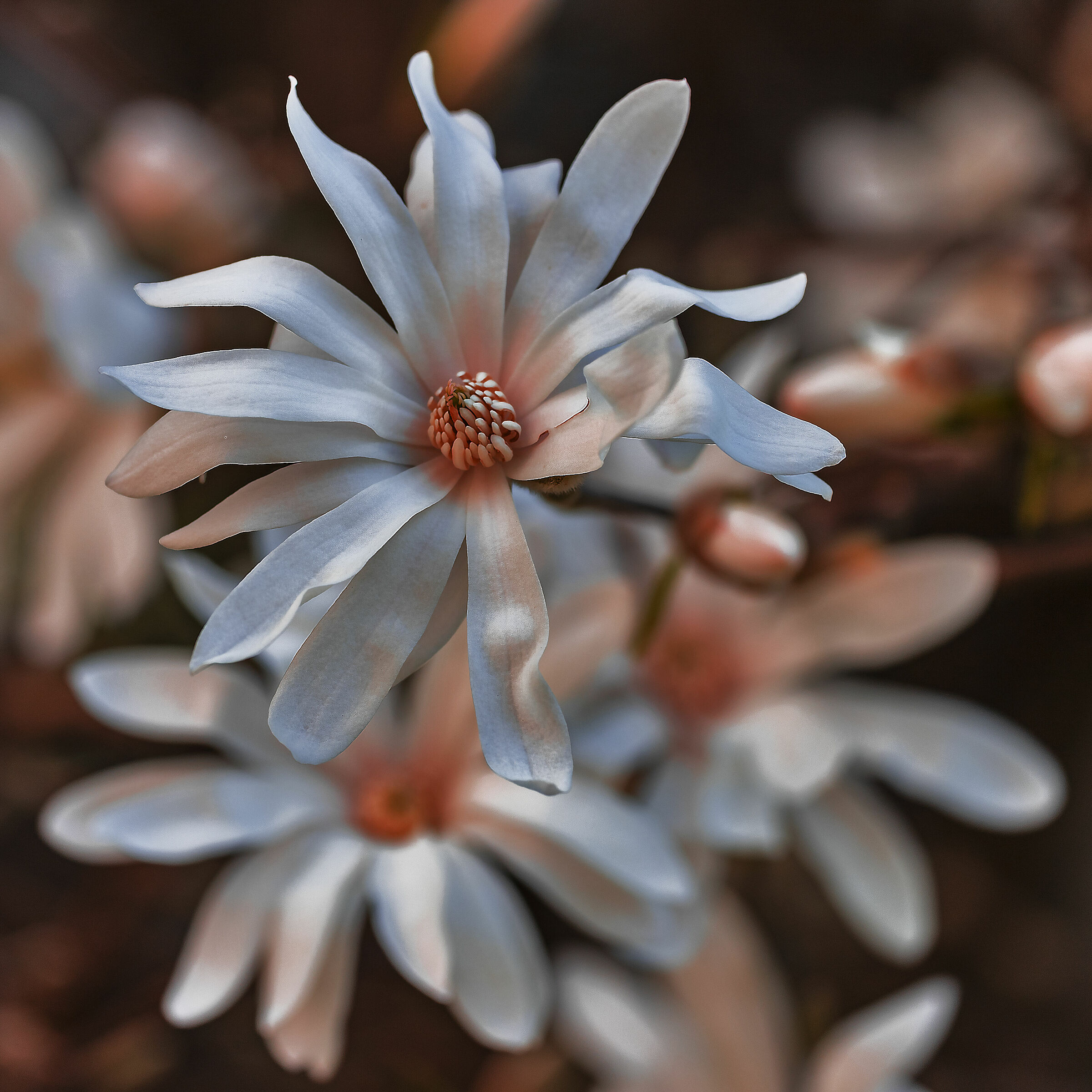 Segni particolari: bellissimo