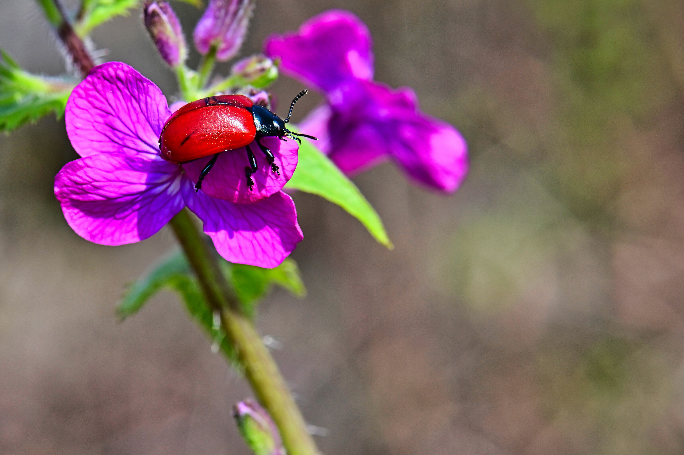 Crisomela del pioppo