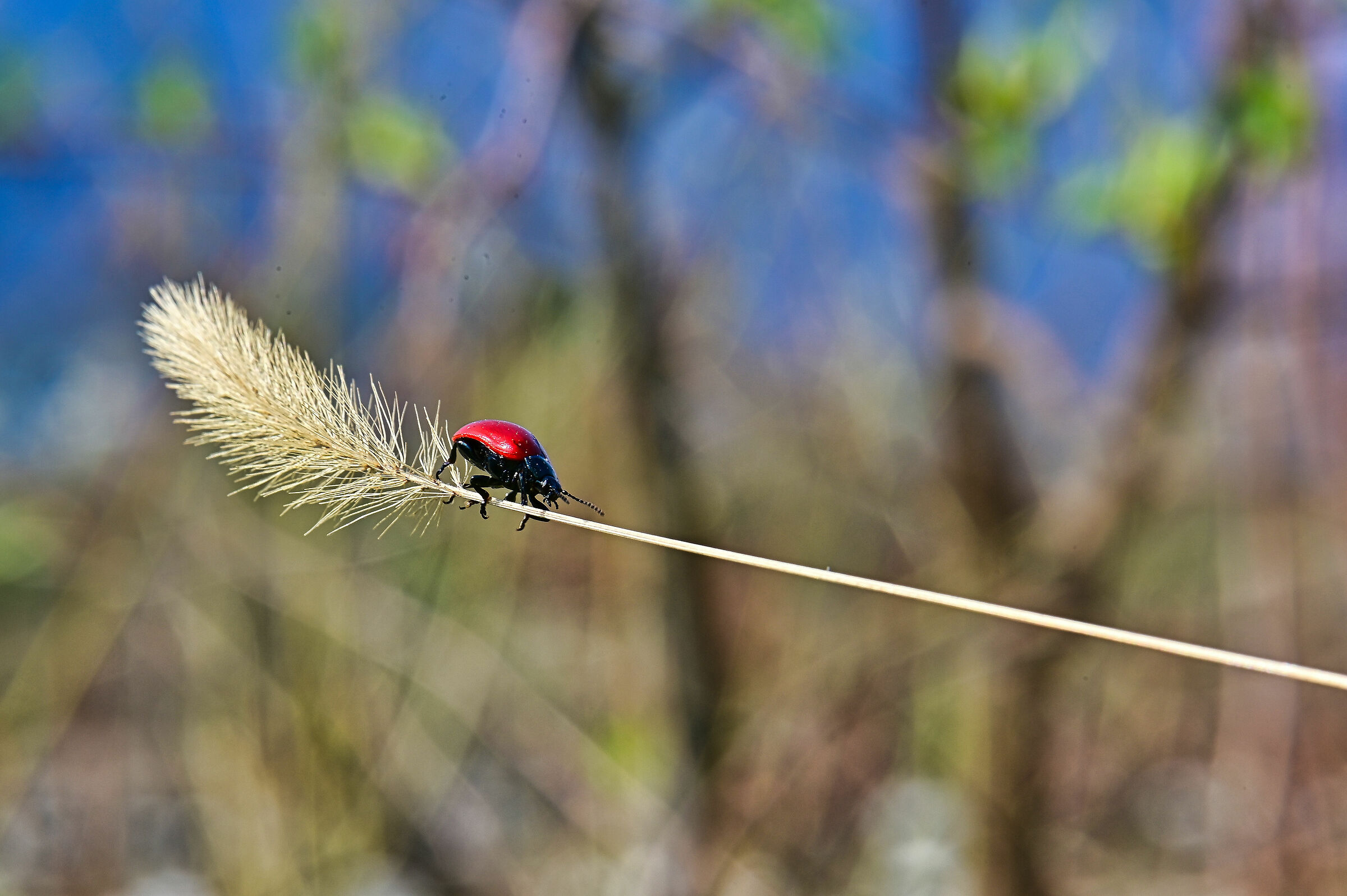 Crisomela del pioppo