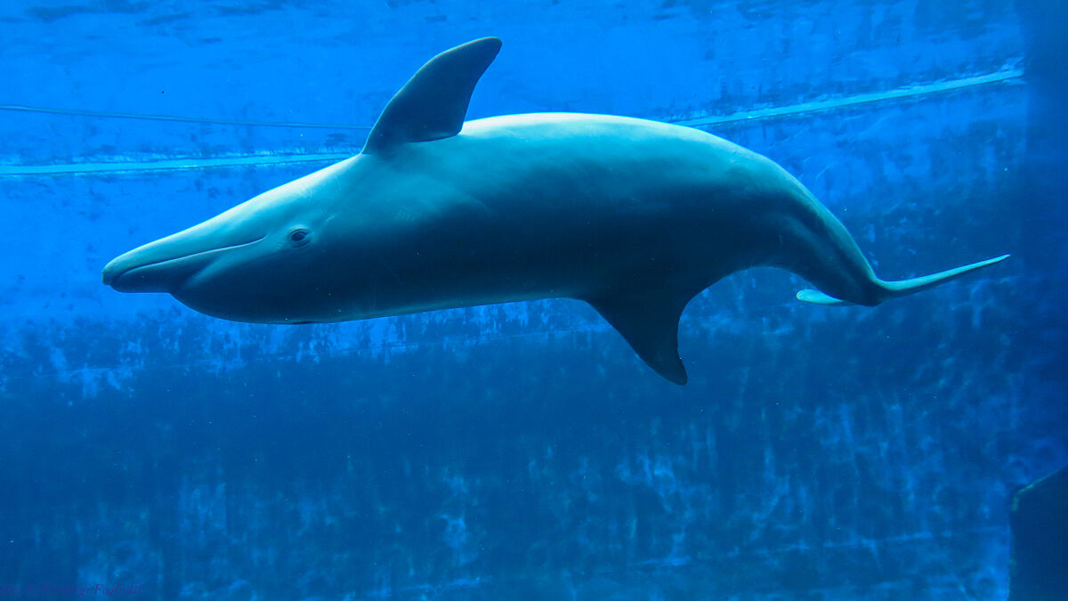 delfino giocoso
