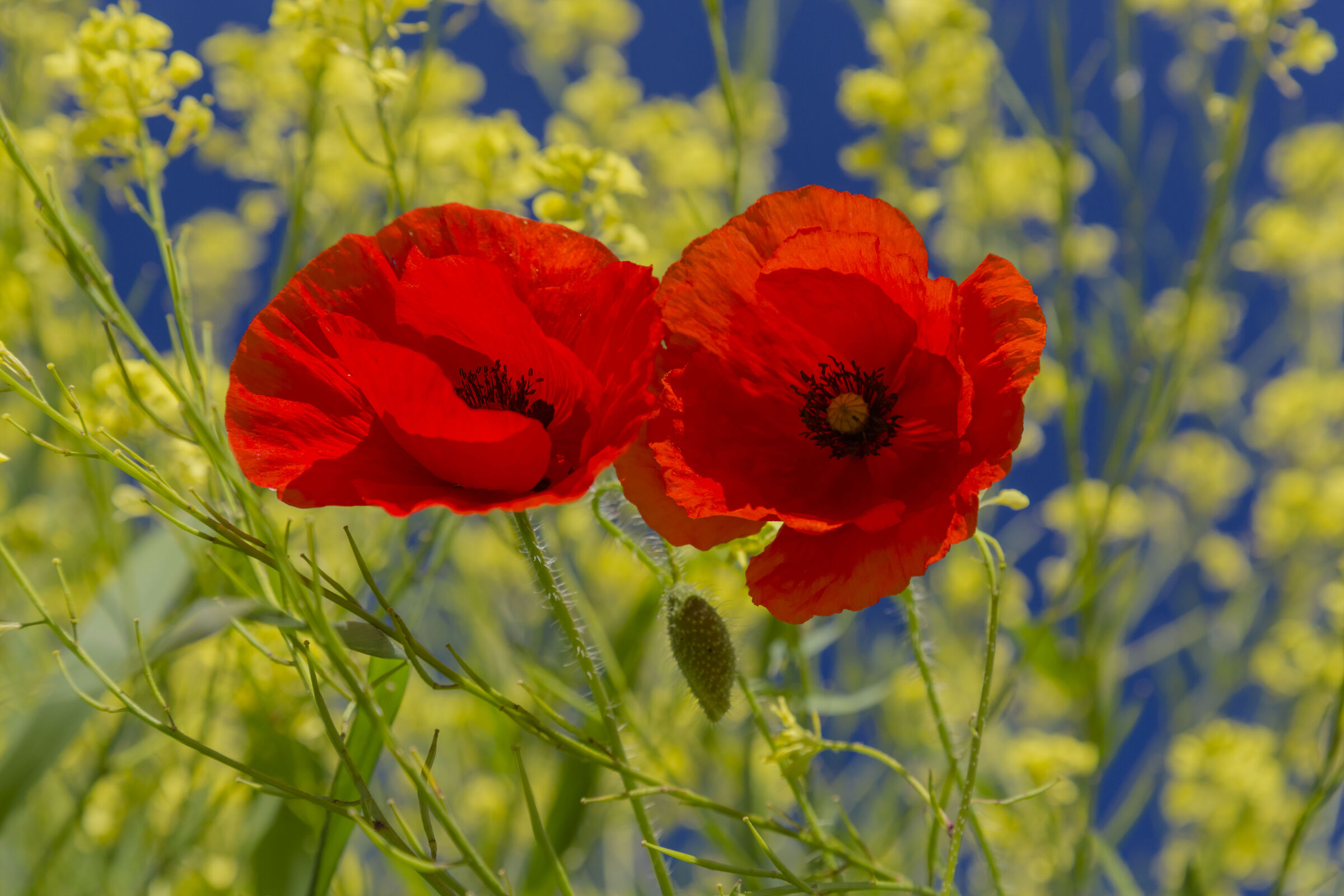 Poppies