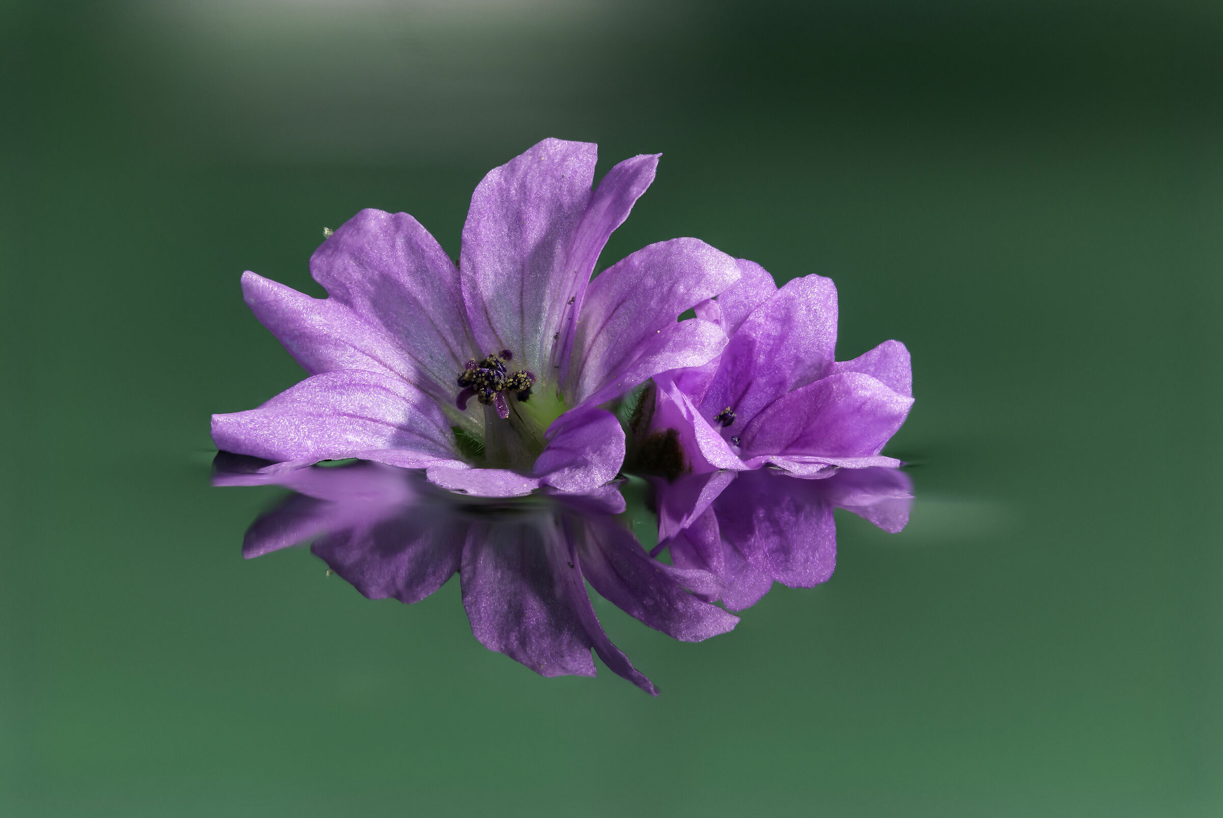 riflessi di un geranio