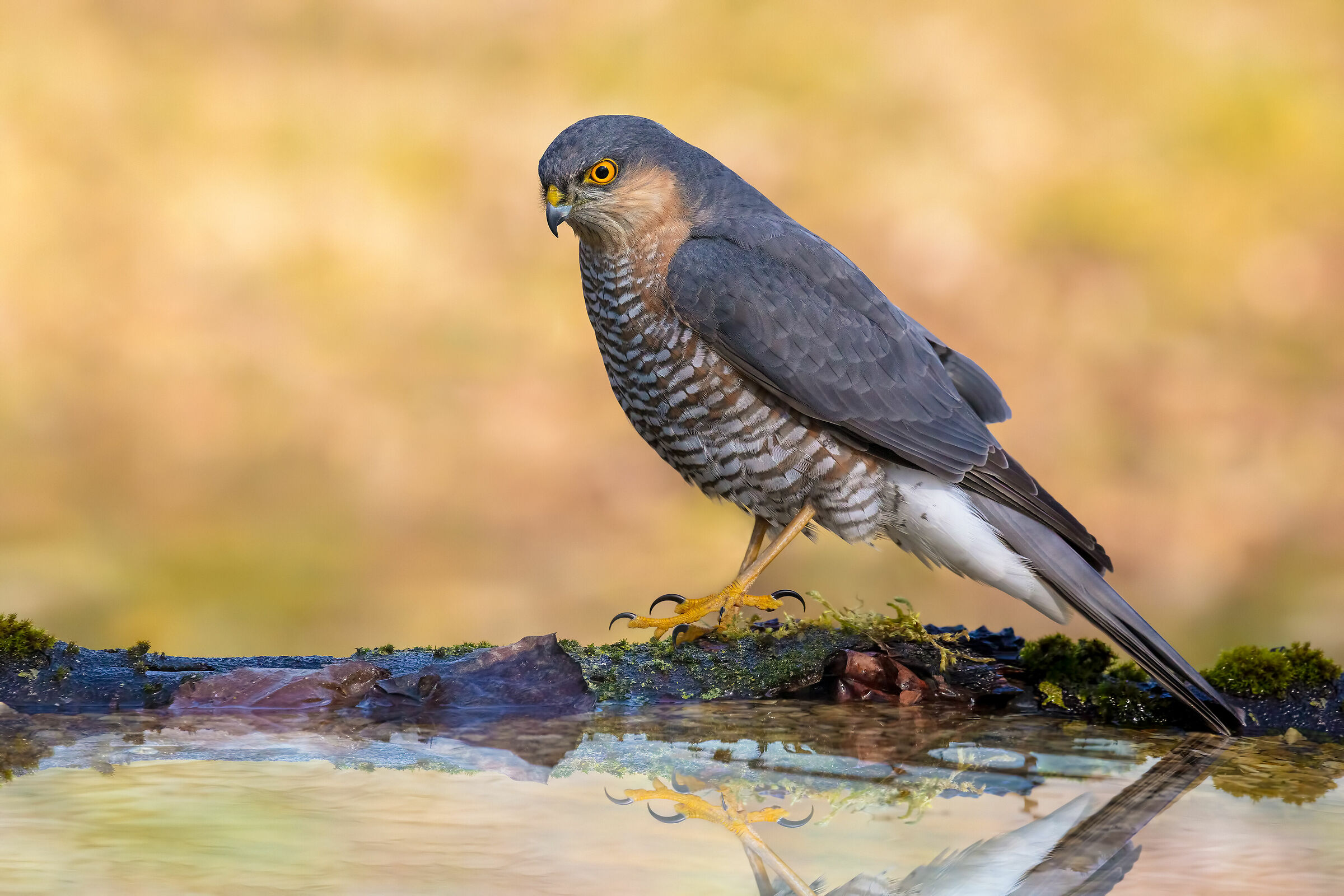 Sparviere alla pozza