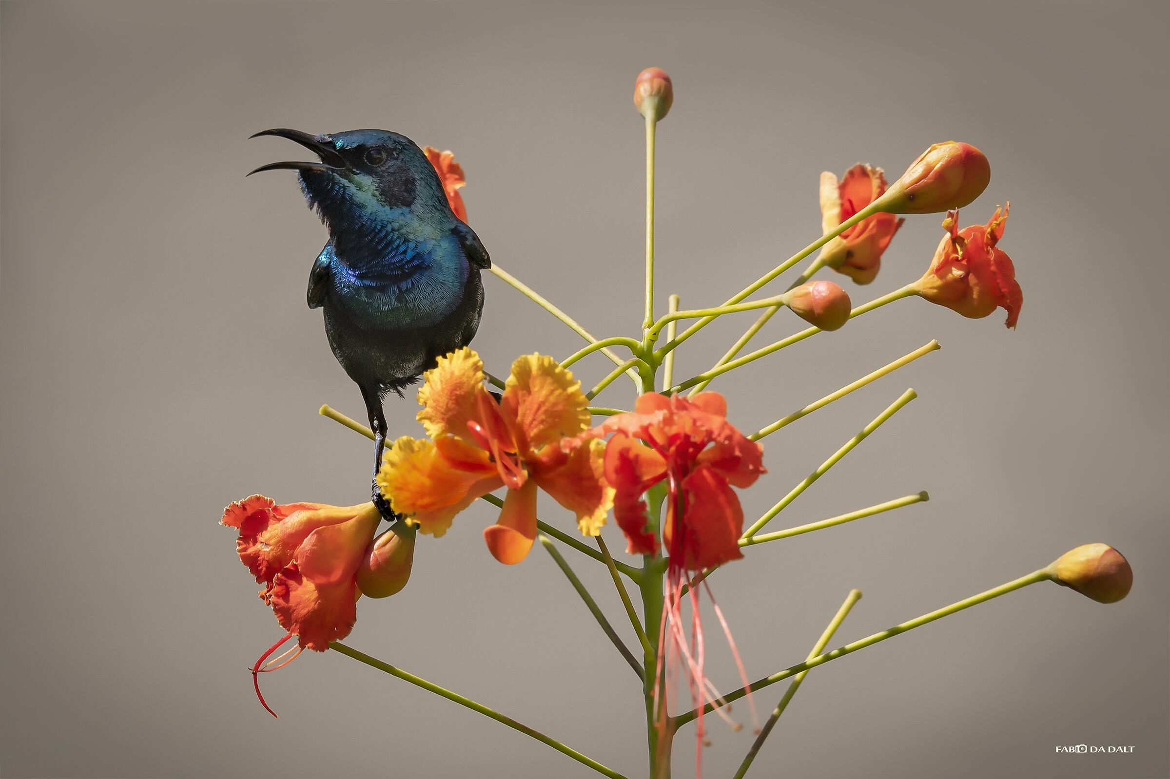 Purple Sunbird