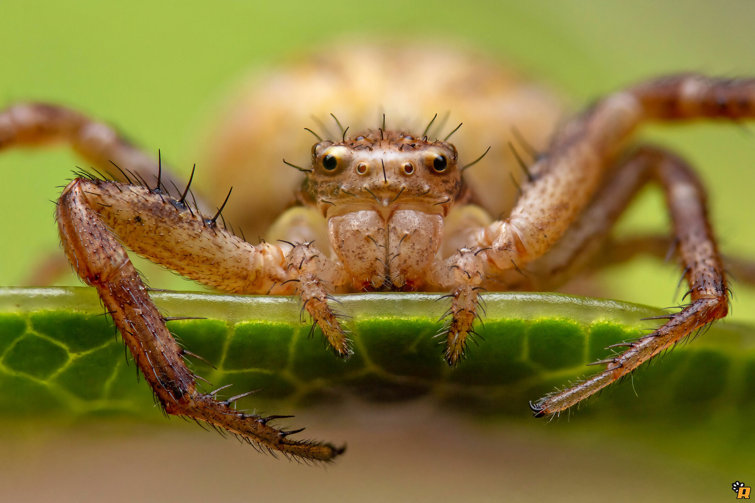 Xysticus sp. femmina