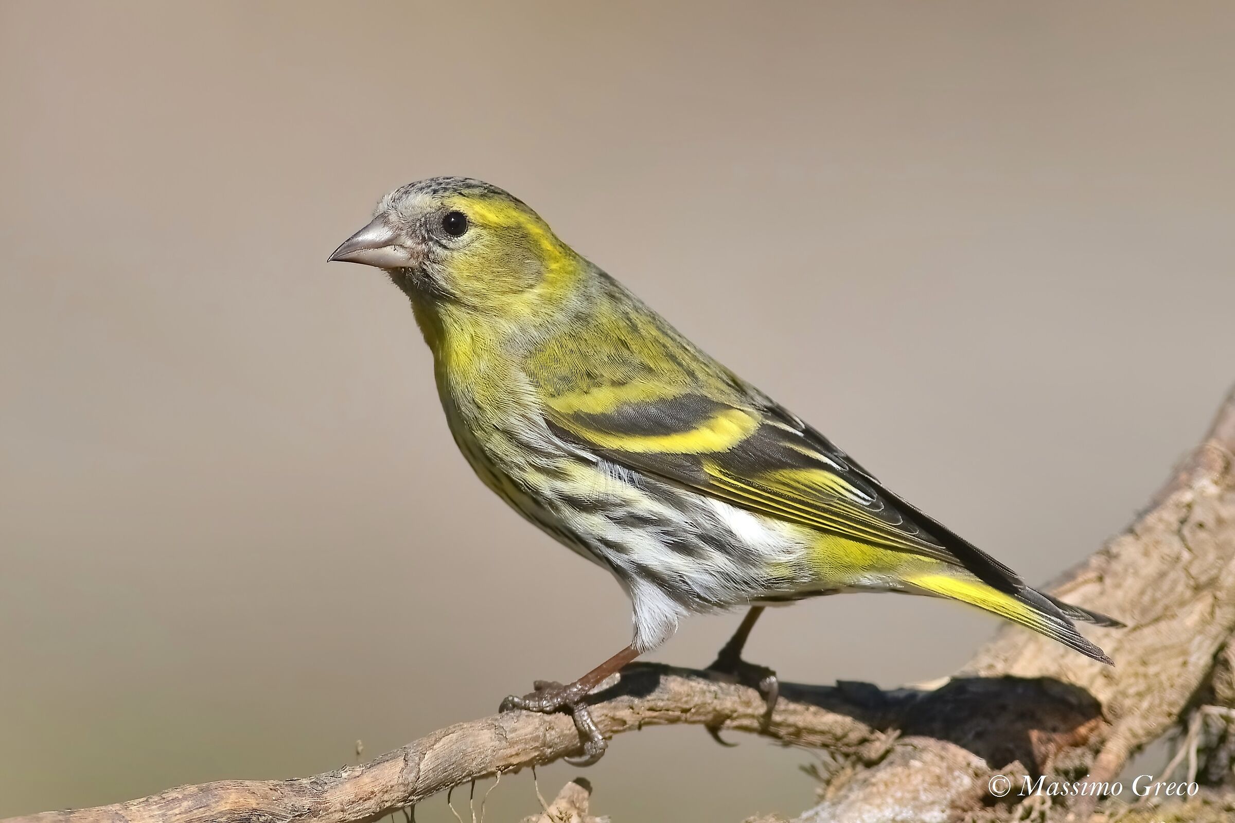 Lucherino (Carduelis spinus)