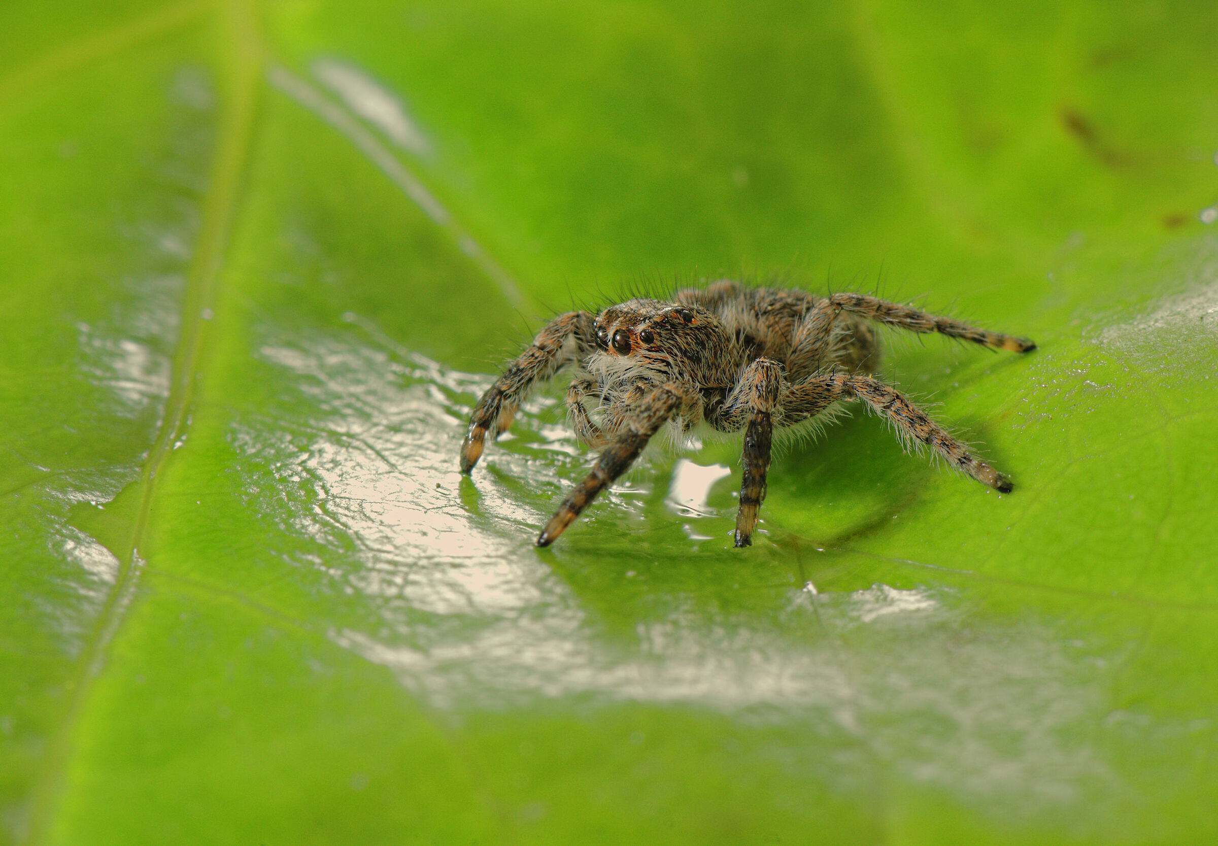 Salticidae