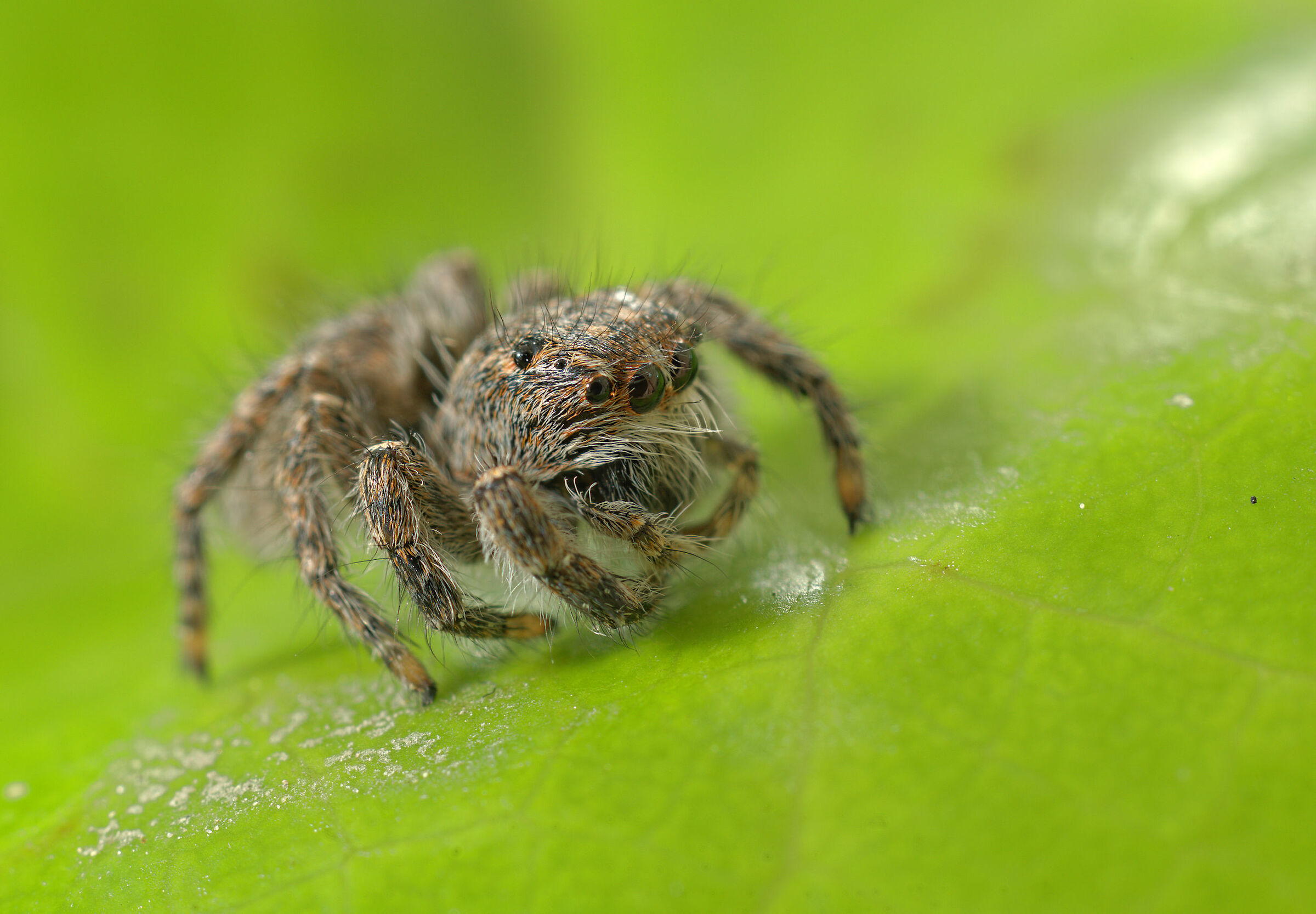 Salticidae