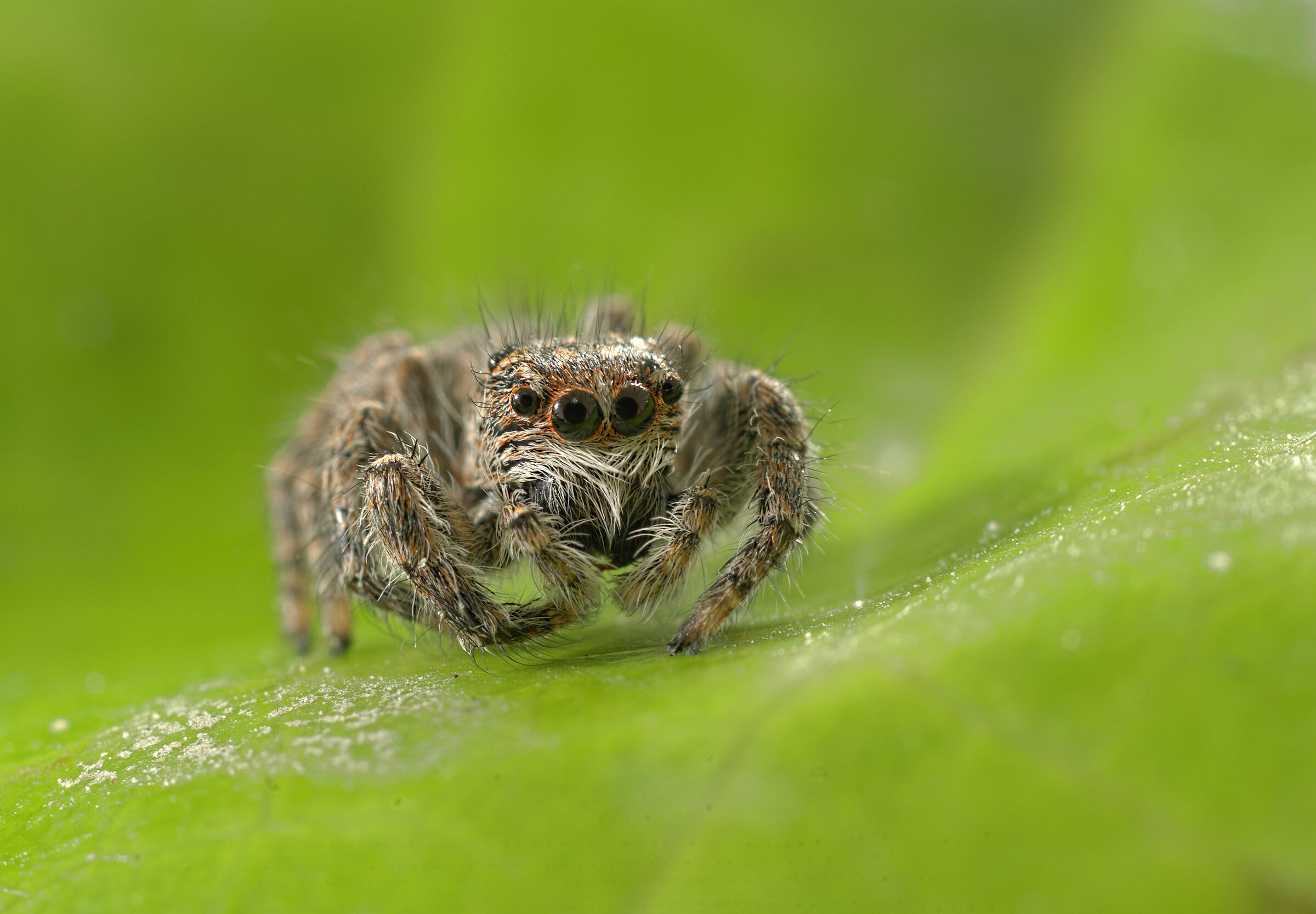 Salticidae