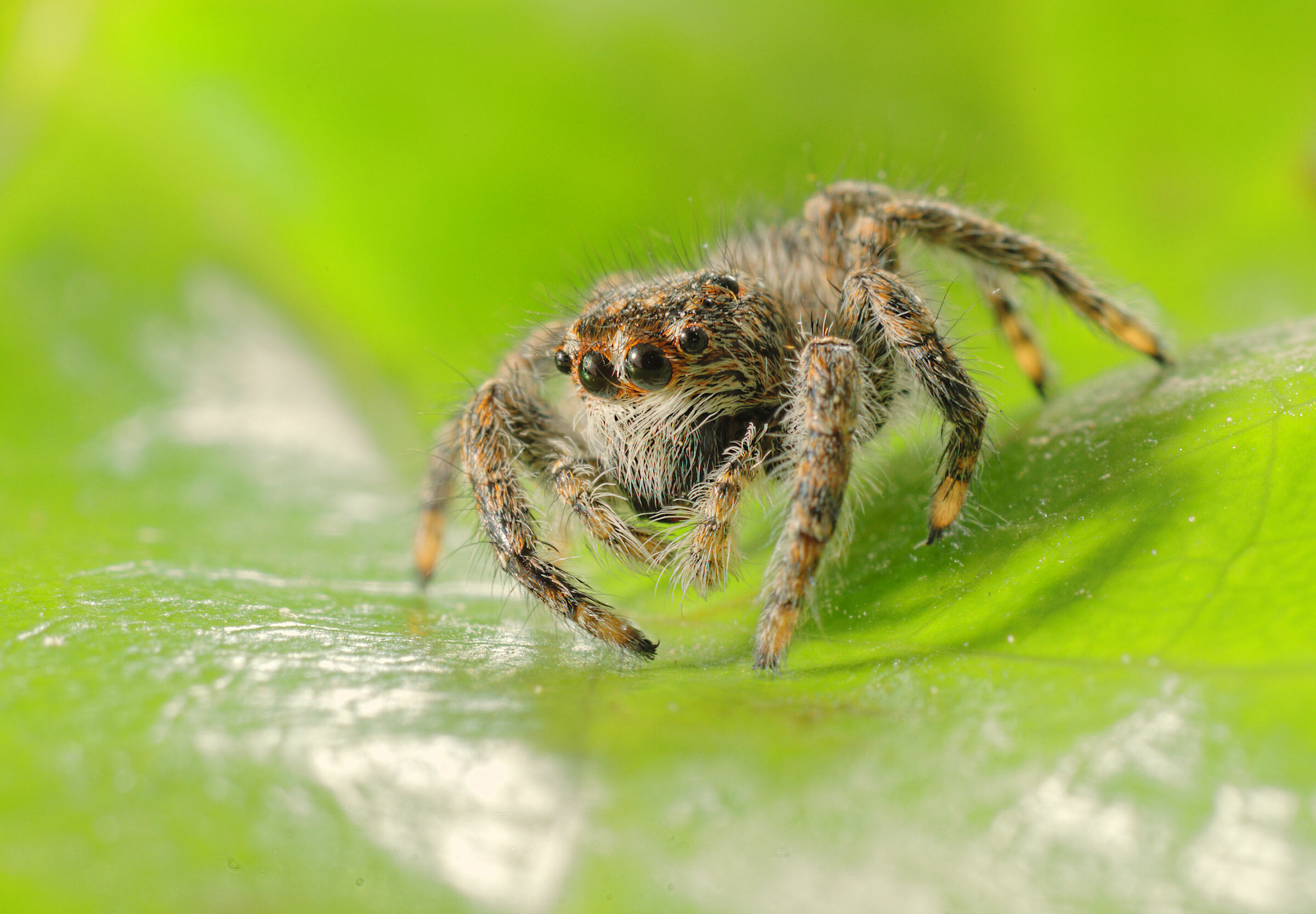 Salticidae