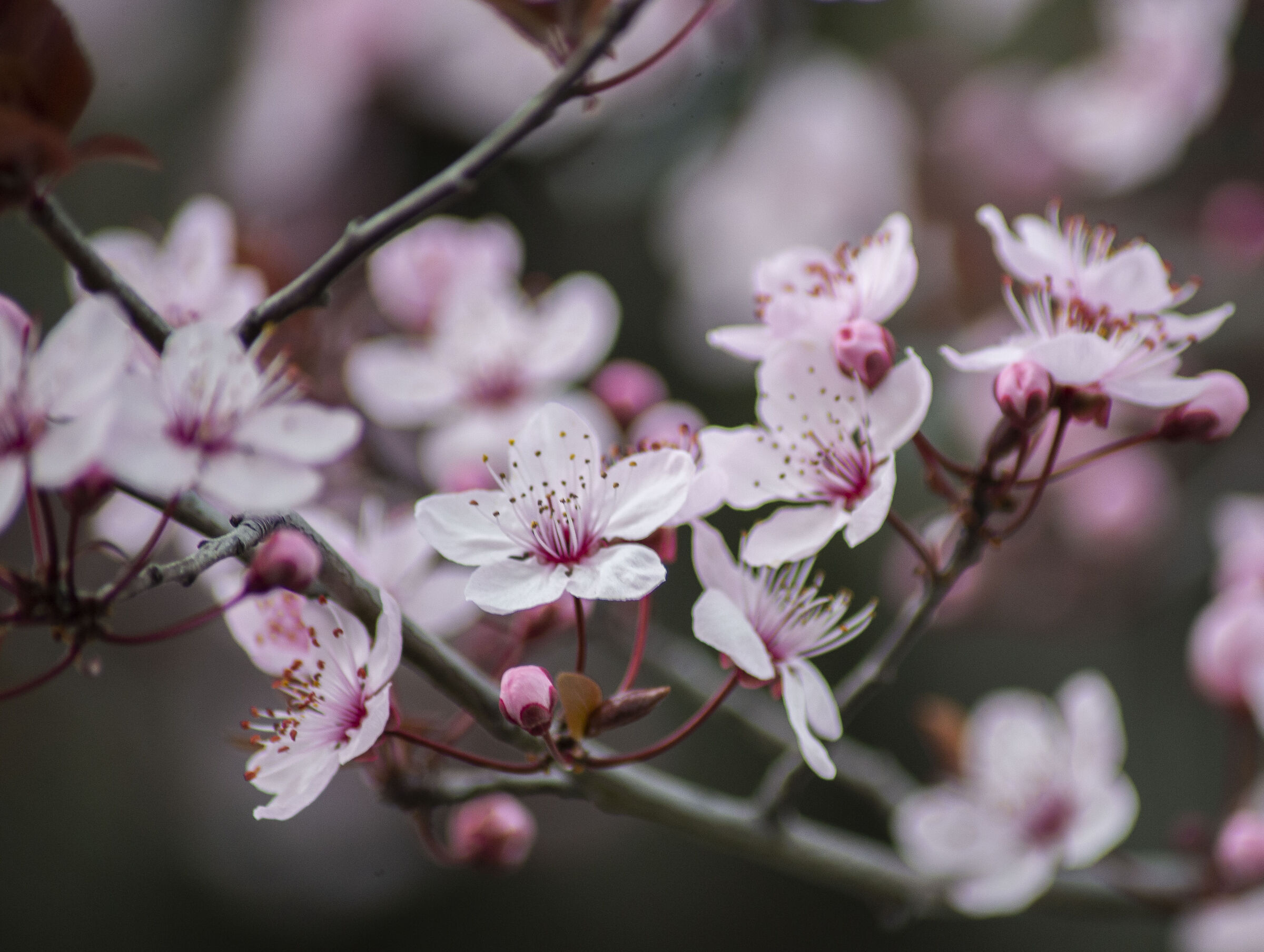 Cherry in bloom