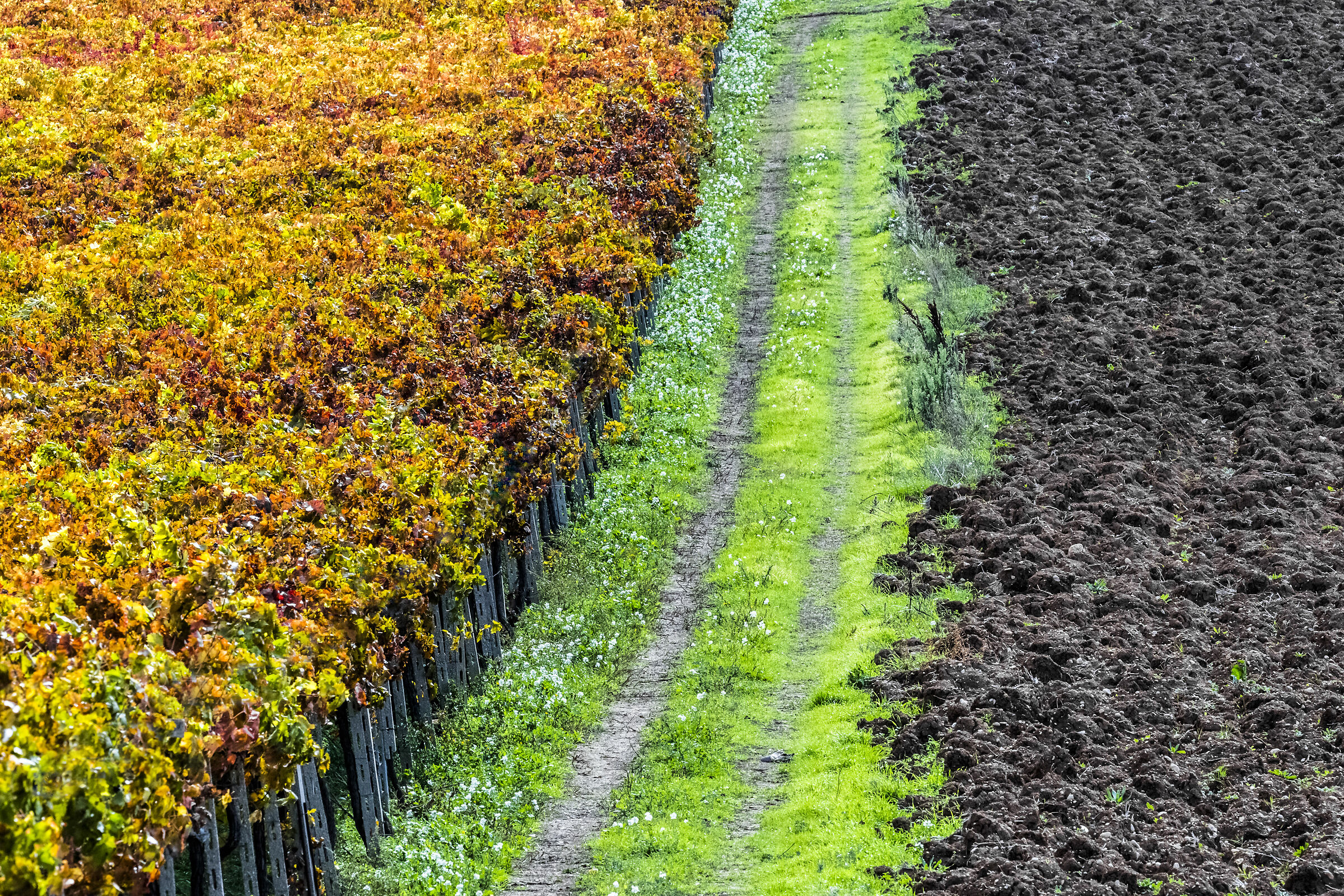 Fra campi e vigneti