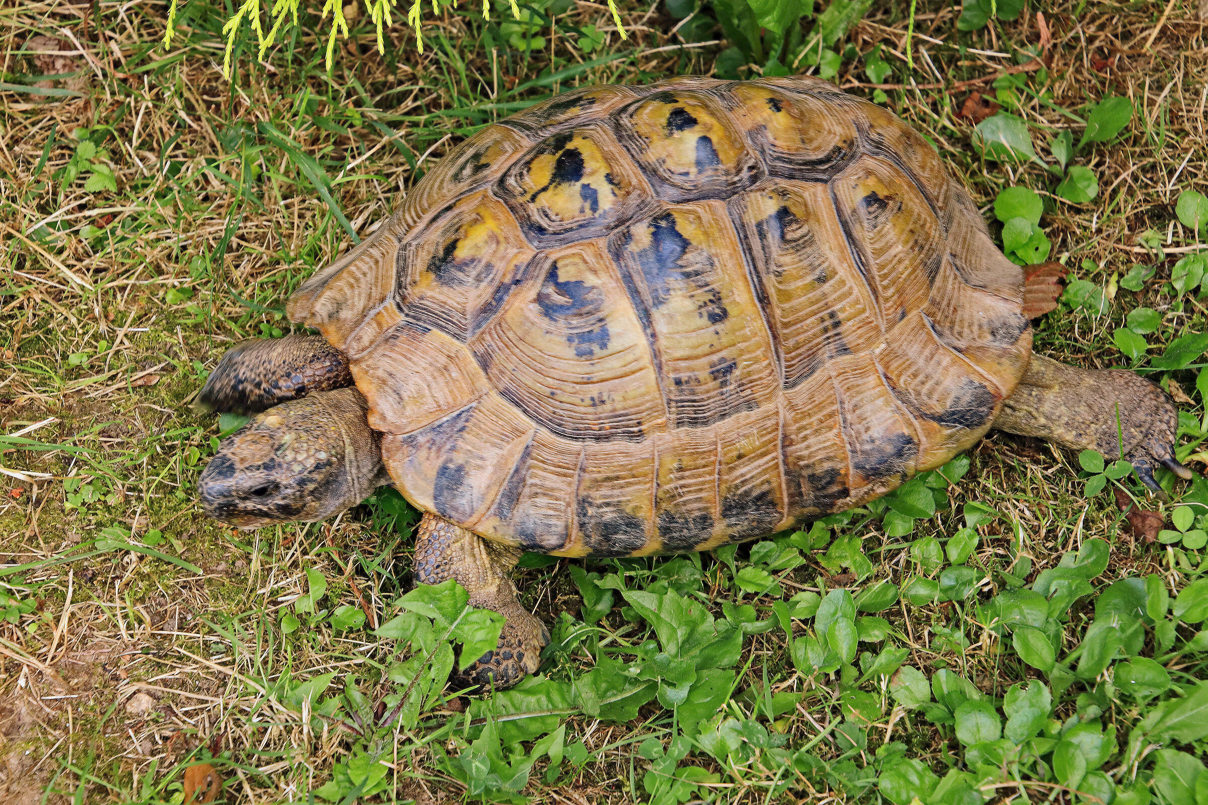 Ground Turtle (Testudo hermanni)