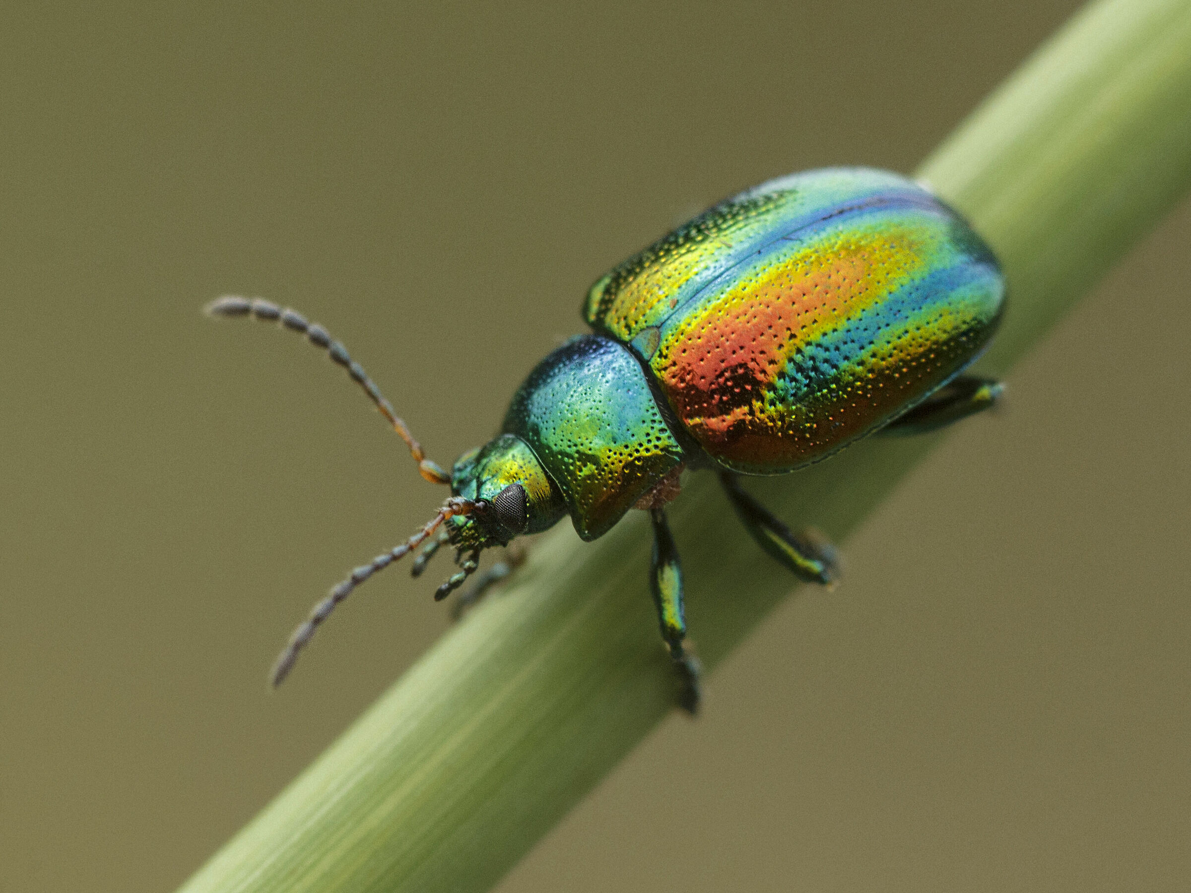 chrysolina fastuosa
