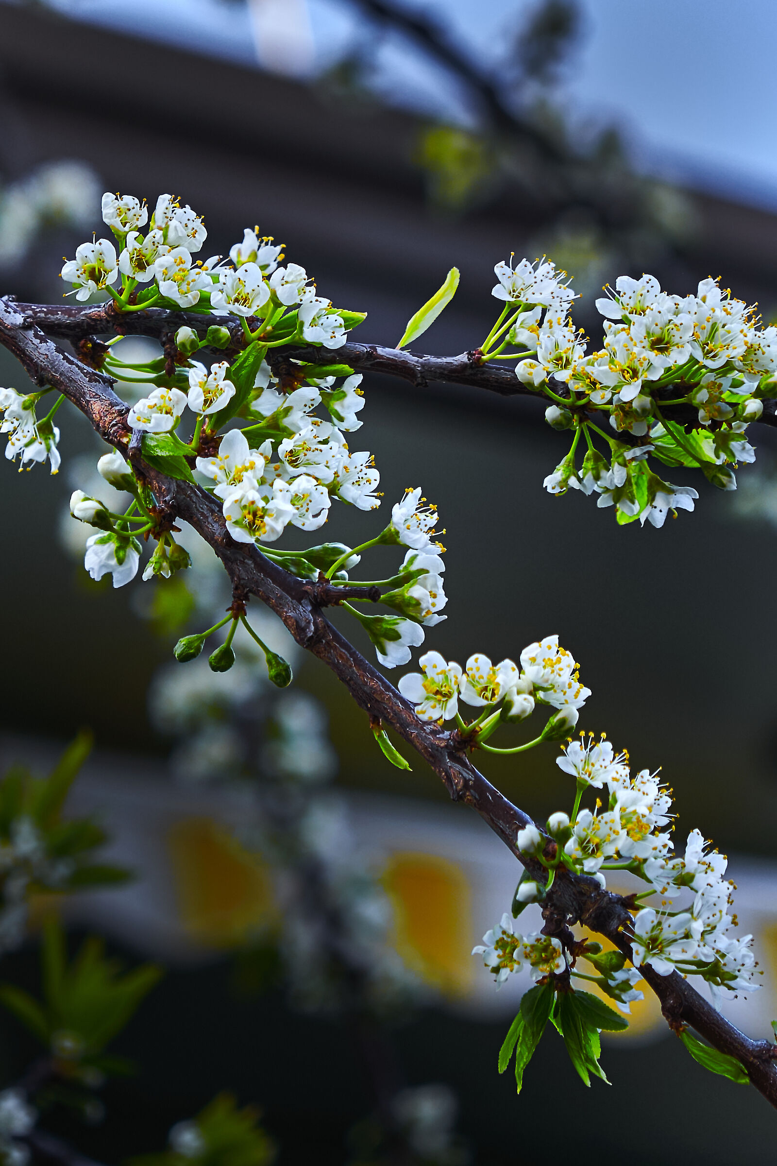 Fiori