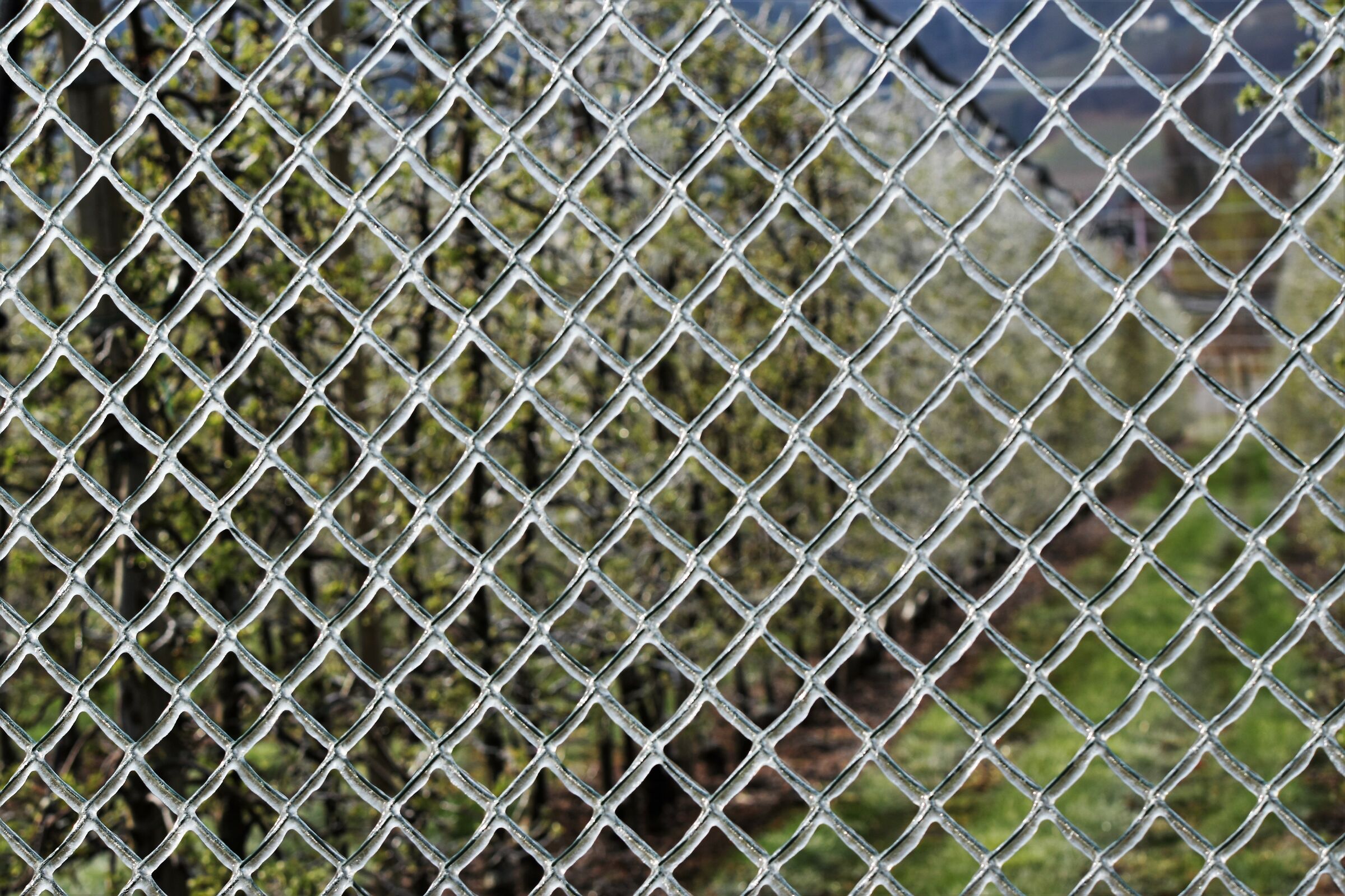 Primavera da brivido 4 the next level