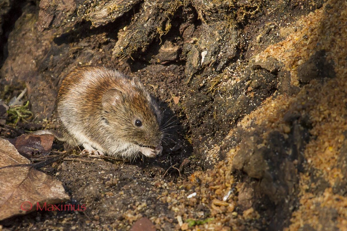 .. Arvicola ??? ...